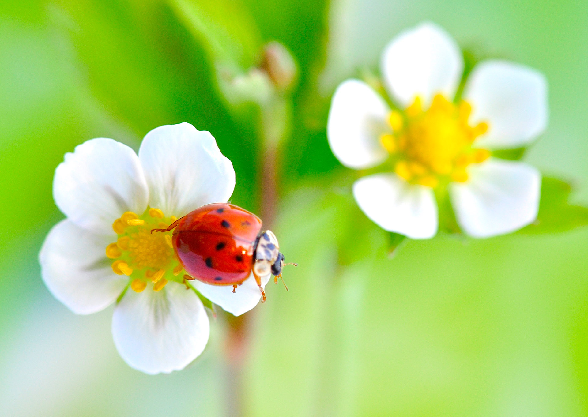 Nr. 236 Erdbeerblüte