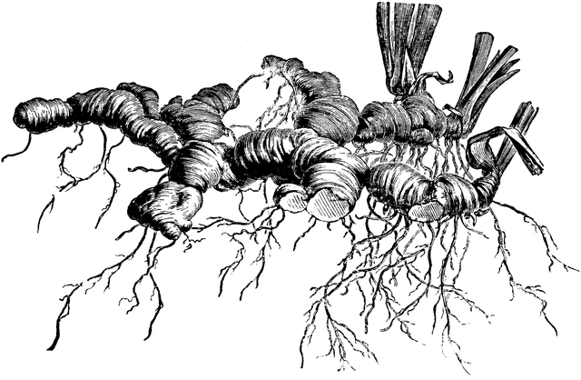 rhizomes