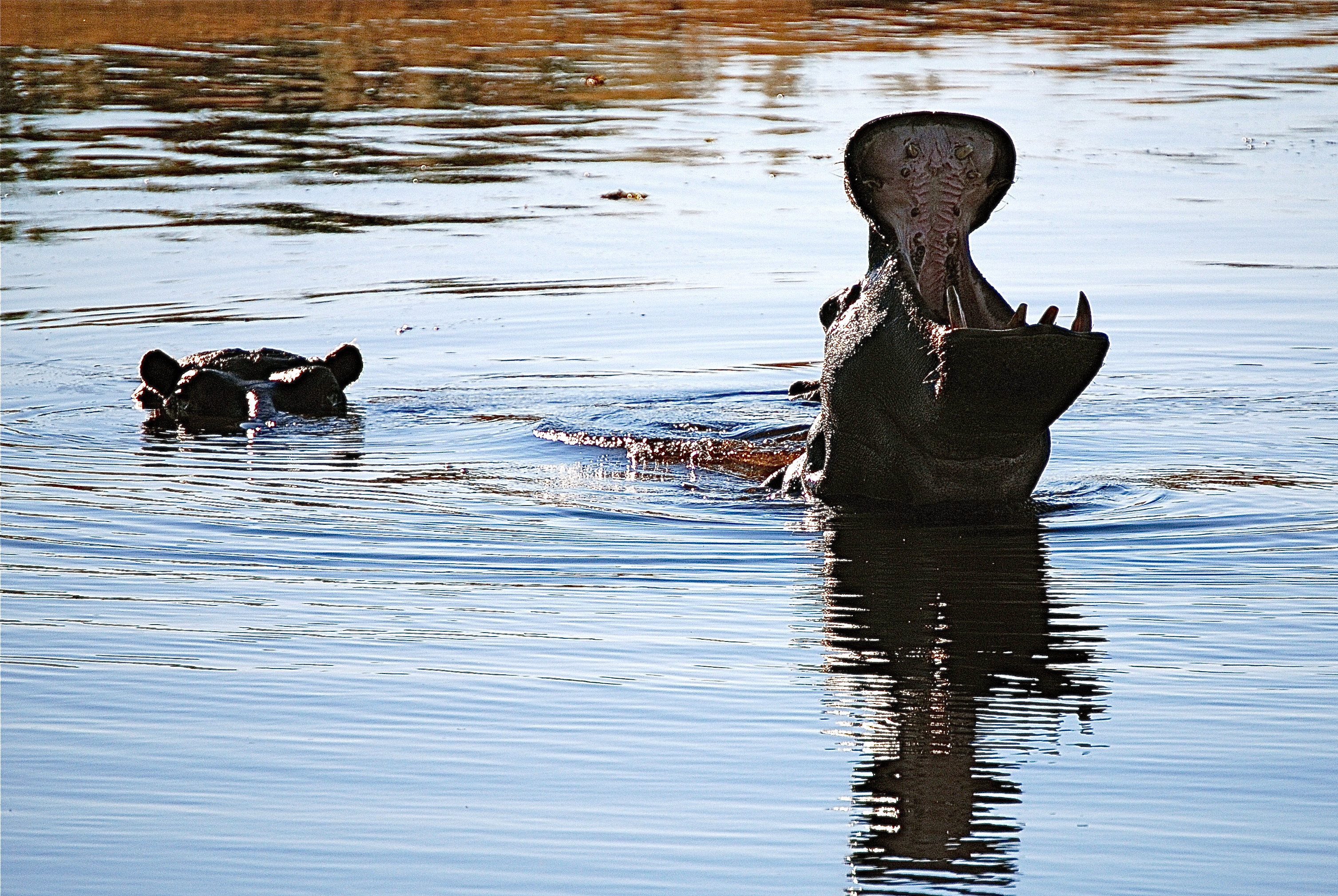 Territorial Hippopotamus // Ngorongoro Crater, Tanzania