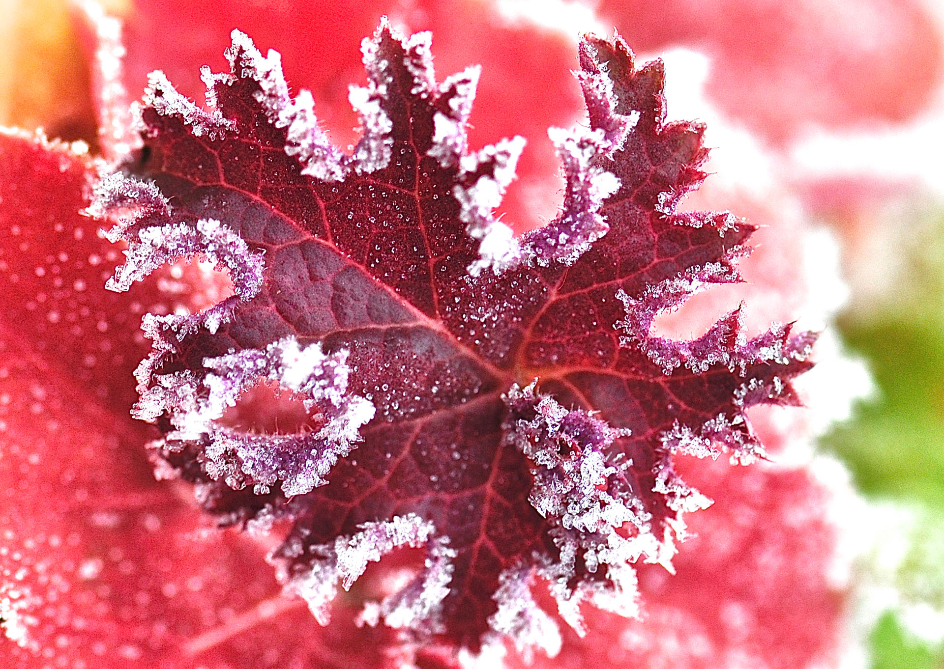 Nr. 232 Kristallblatt