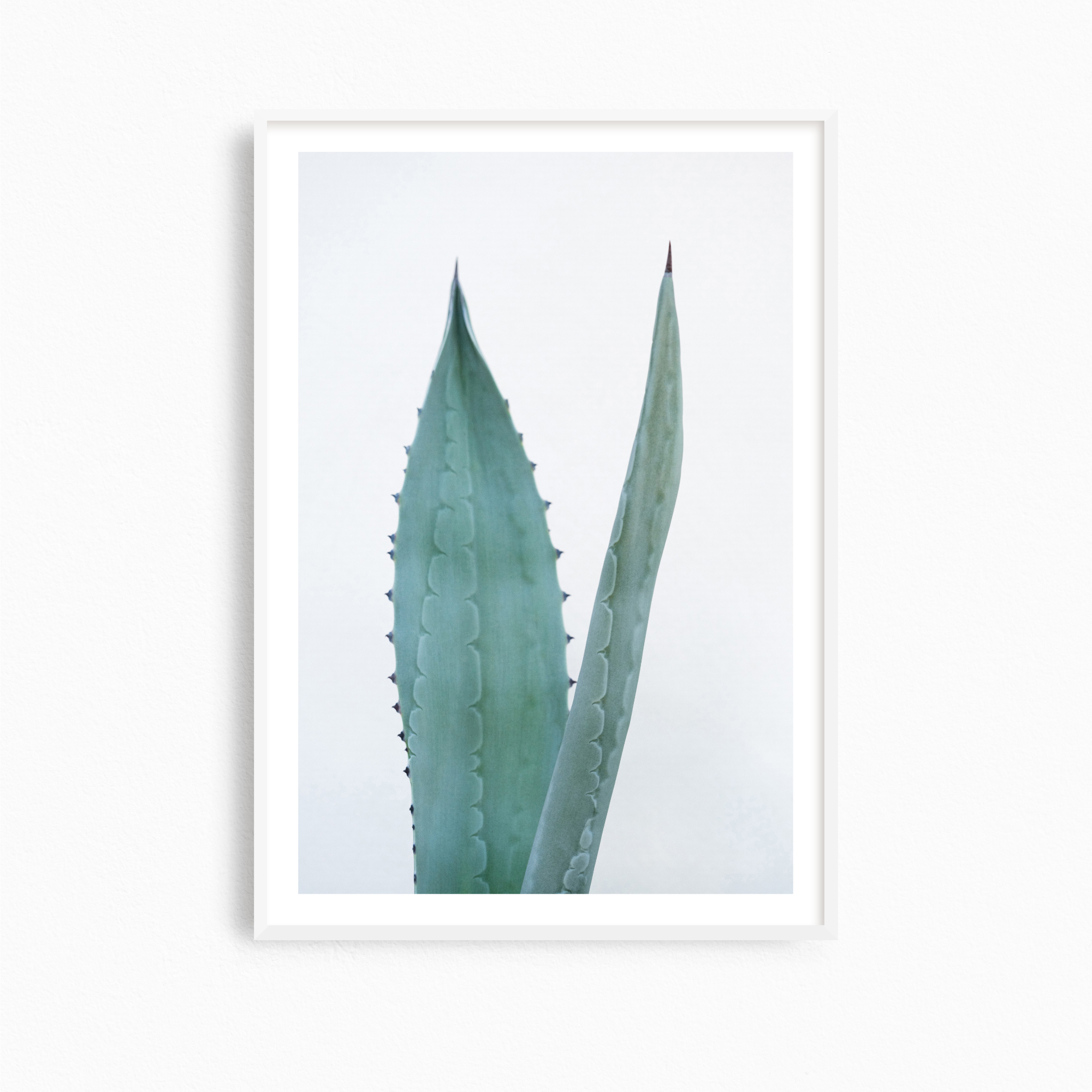 Agave Study I︎