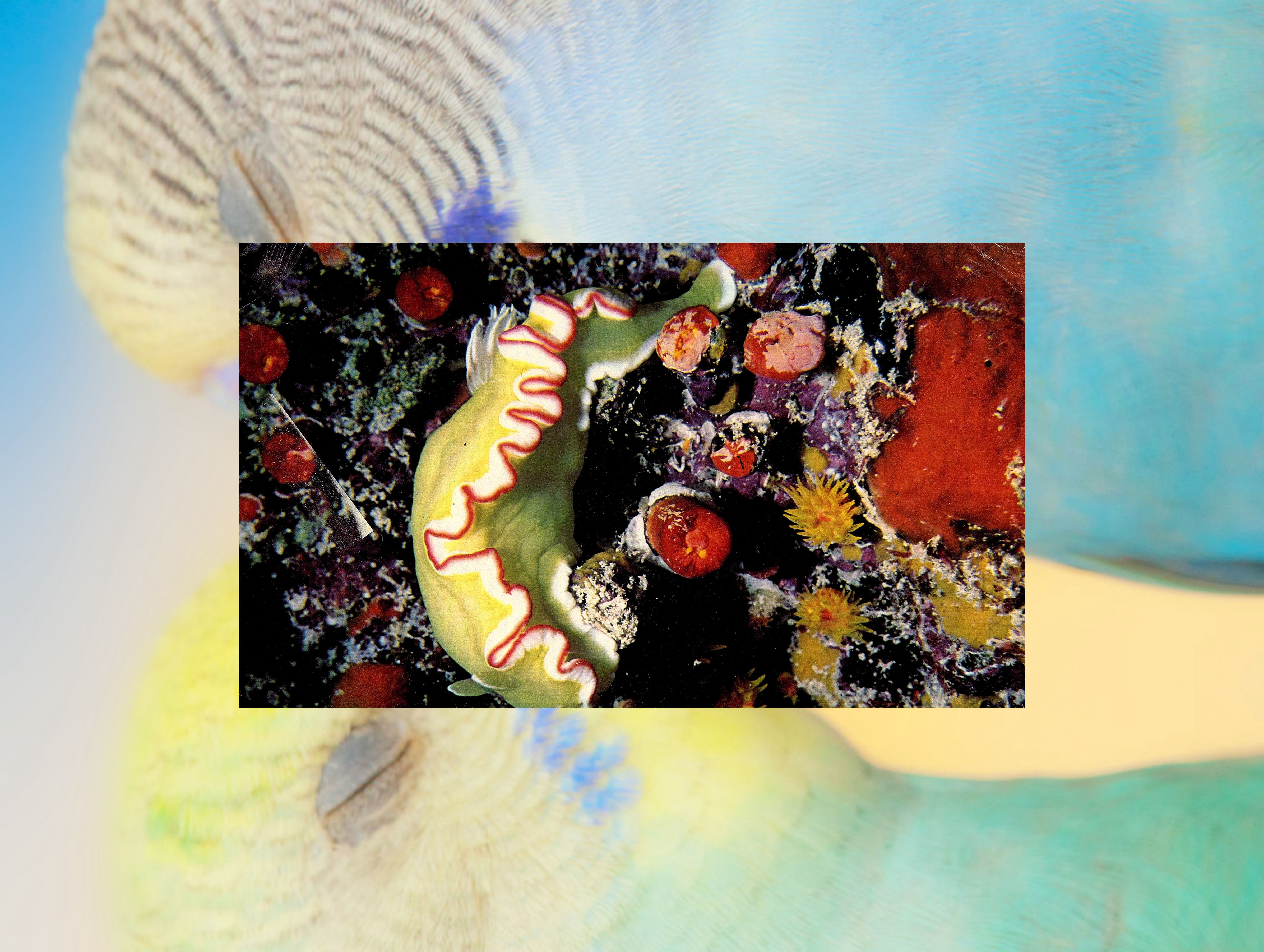 Nudibranch, 2023, giclée print, 62 x 50 cm