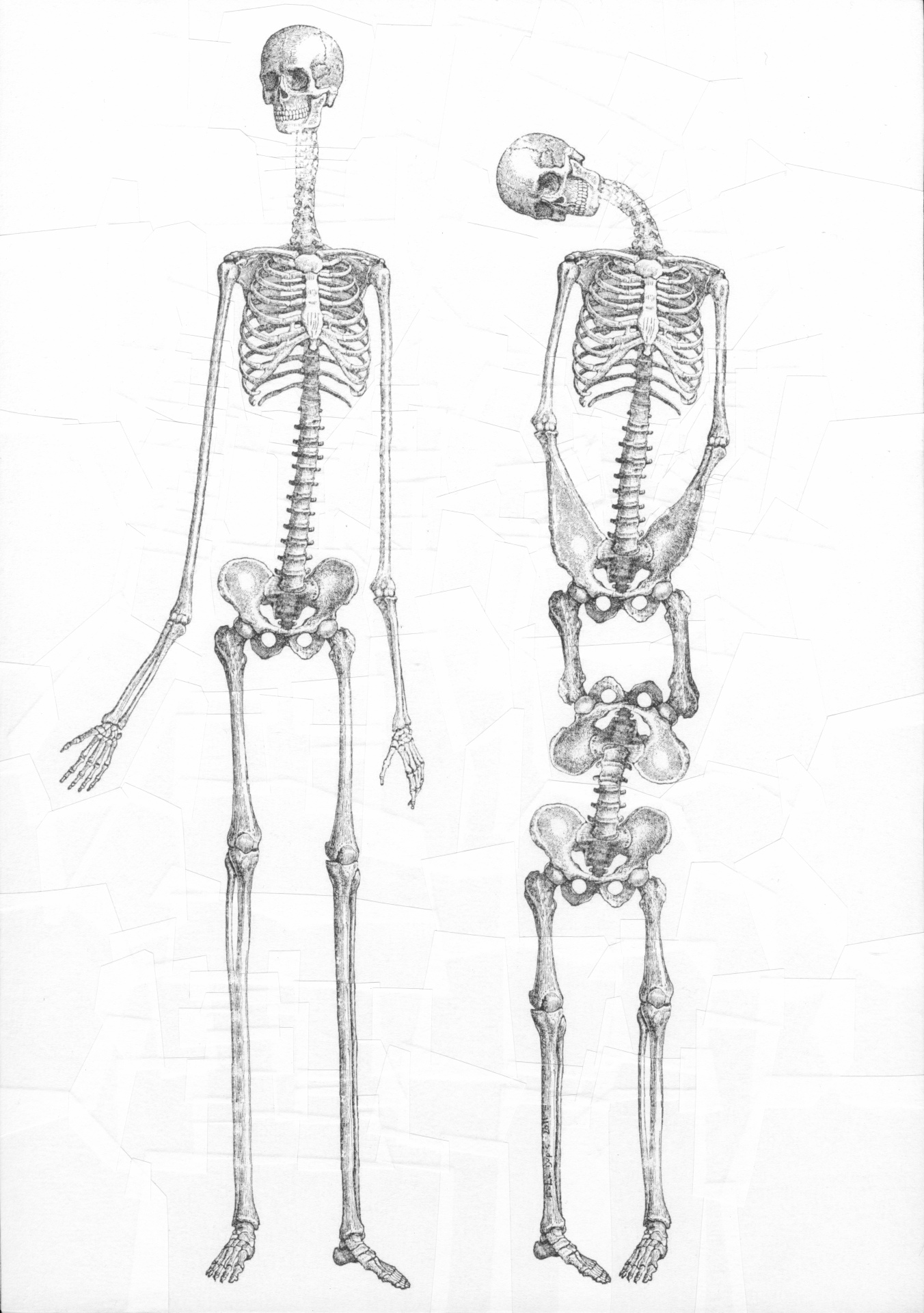 Two Skeletons, 2011, 8.2 x 11.6 inches