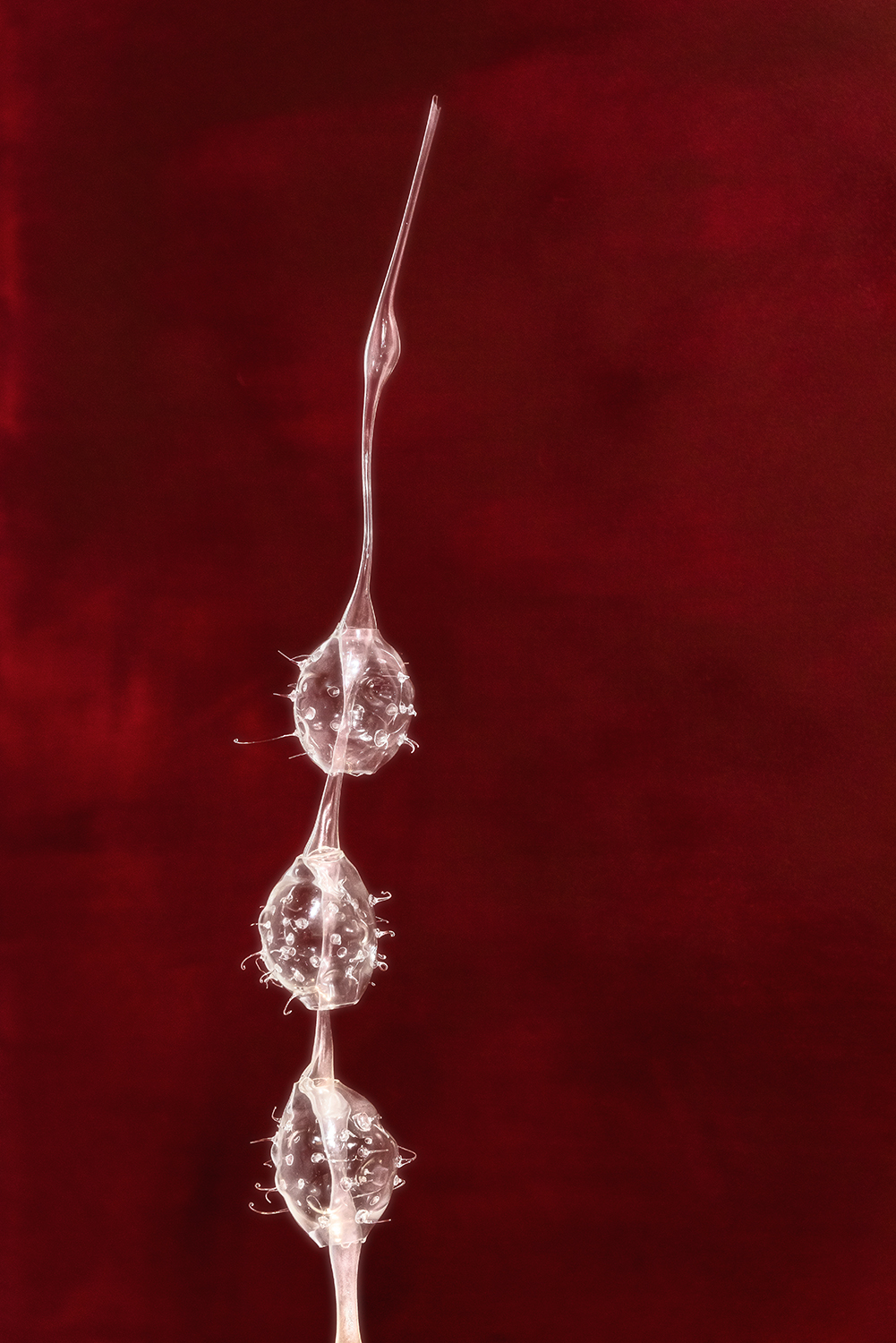 Detail from Cyclosalpa Pinnata (Salpida) made with Blown Glass, exhibited at Plataforma 2, Plaja Studio