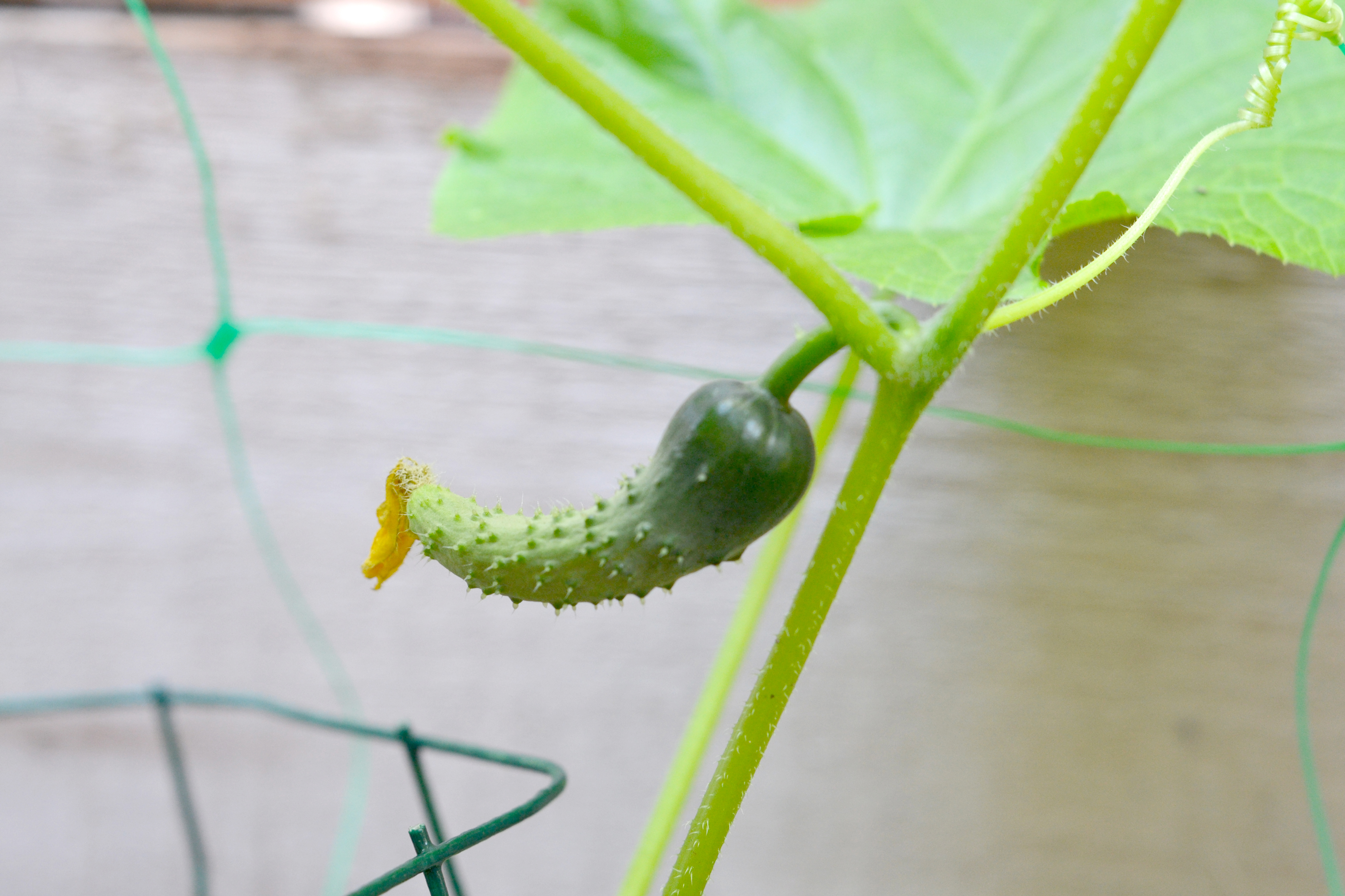 Cucumber blooming from the flower.
