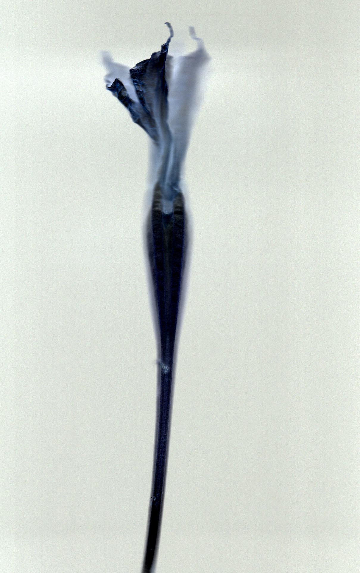 Nature Museum: Project