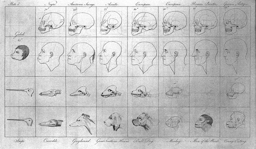 Anatomical structure of human & animal skull - Wellcome Collection, United Kingdom - CC BY.