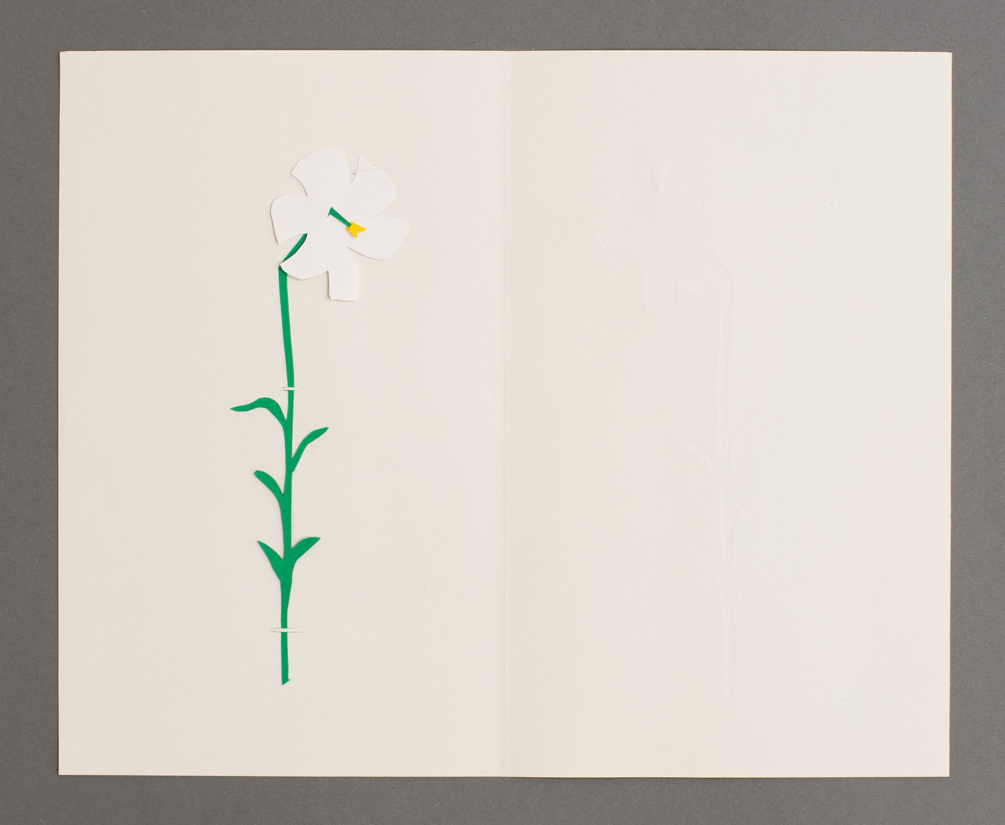 Madonna Lily, السّوسن الأبيض, שושן צחור