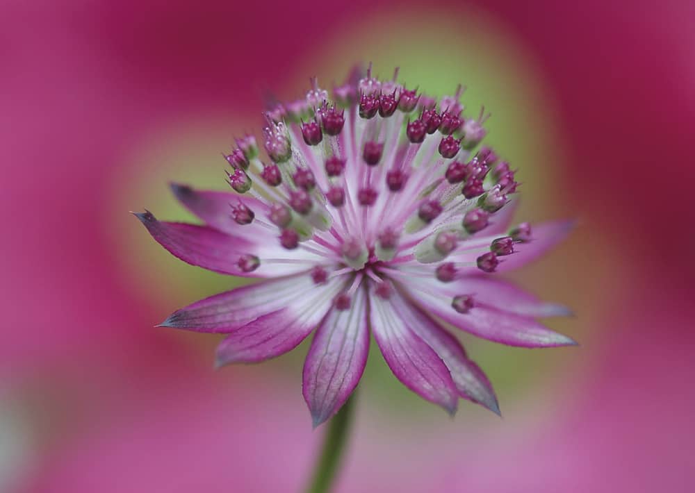 Nr. 170 Sterndolde / Astrantia major