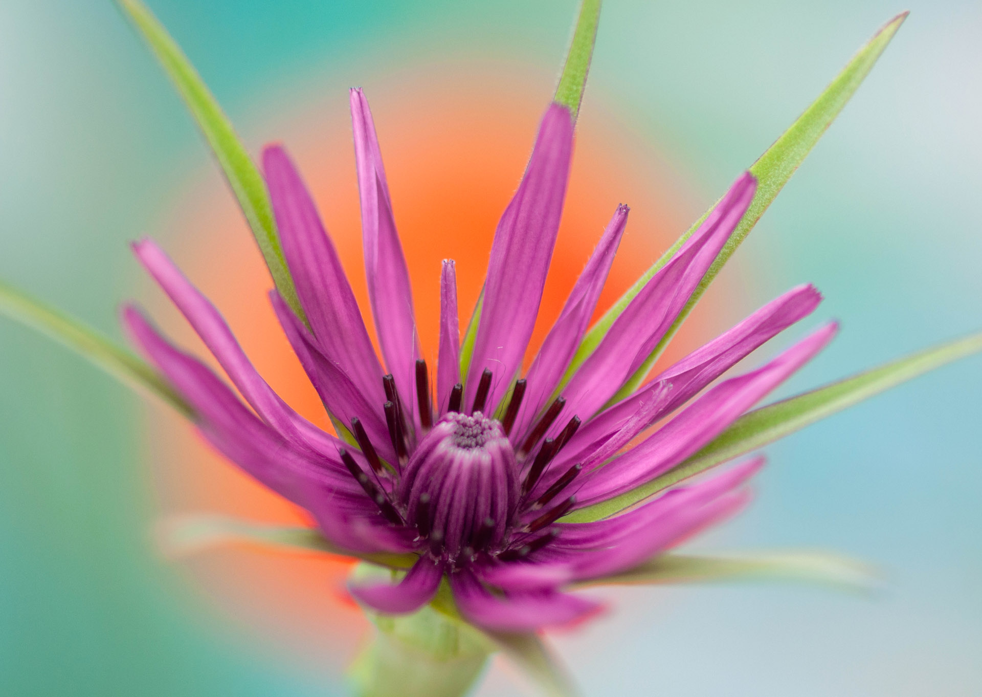 Nr. 275 Tragopogon porrifolius / Haferwurzel