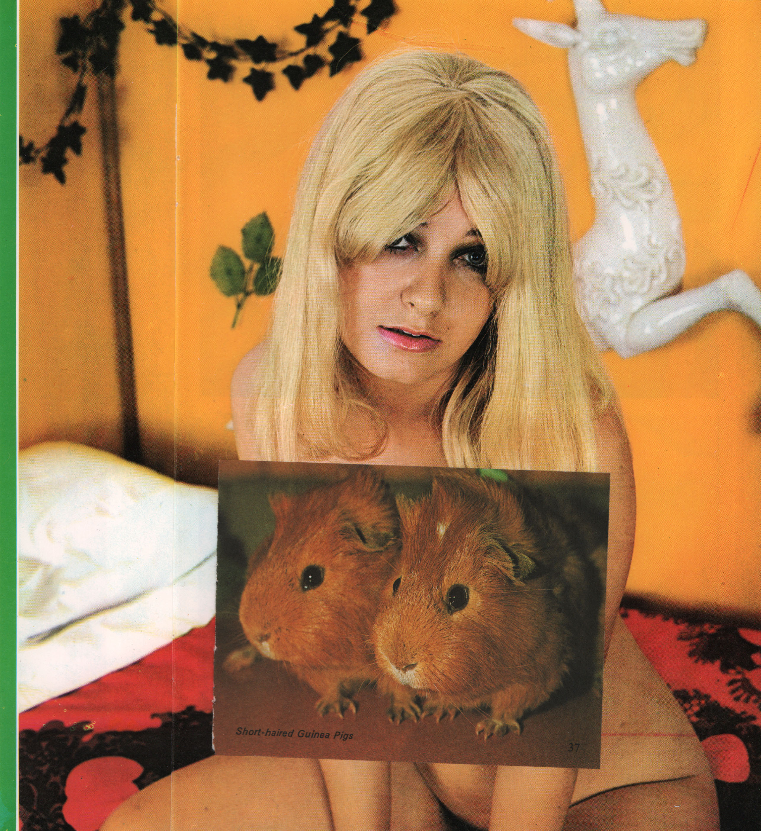 Short-haired Guinea Pigs, 2014, photomontage, 17 x 17 cm
