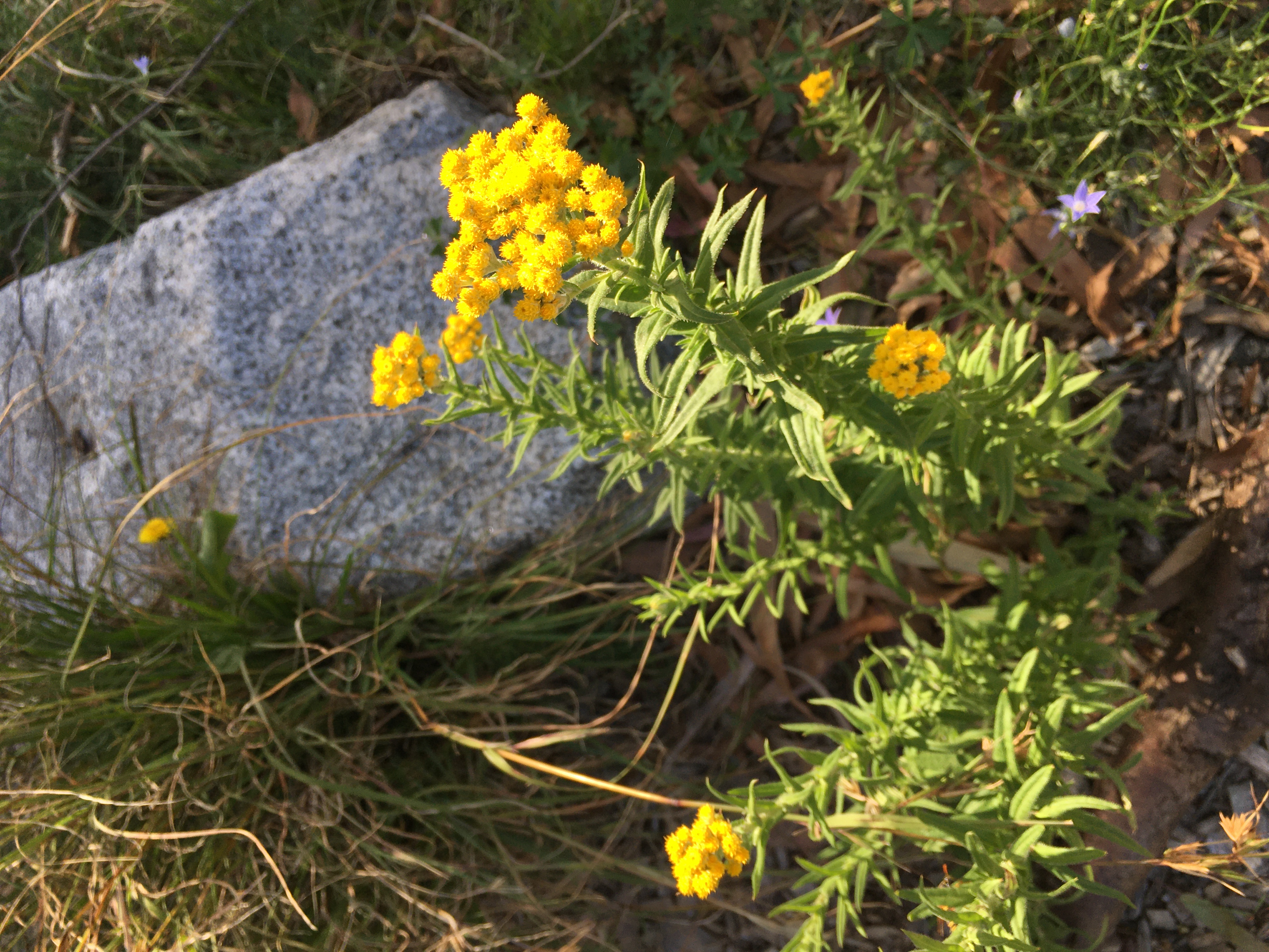 clustered everlasting (chrysocephalum semipapposum)