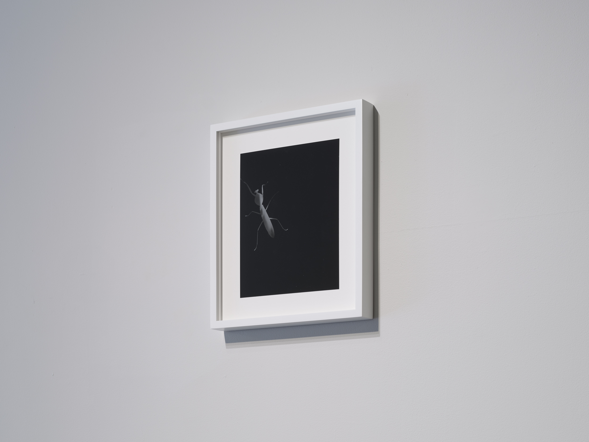 Zana Briski, Hooded Mantis #2 (Borneo), 2019. Unique gold-toned gelatin silver photogram on gelatin silver paper, 9.75 x 7.75 inches. Photo by Flaneurshan.studio