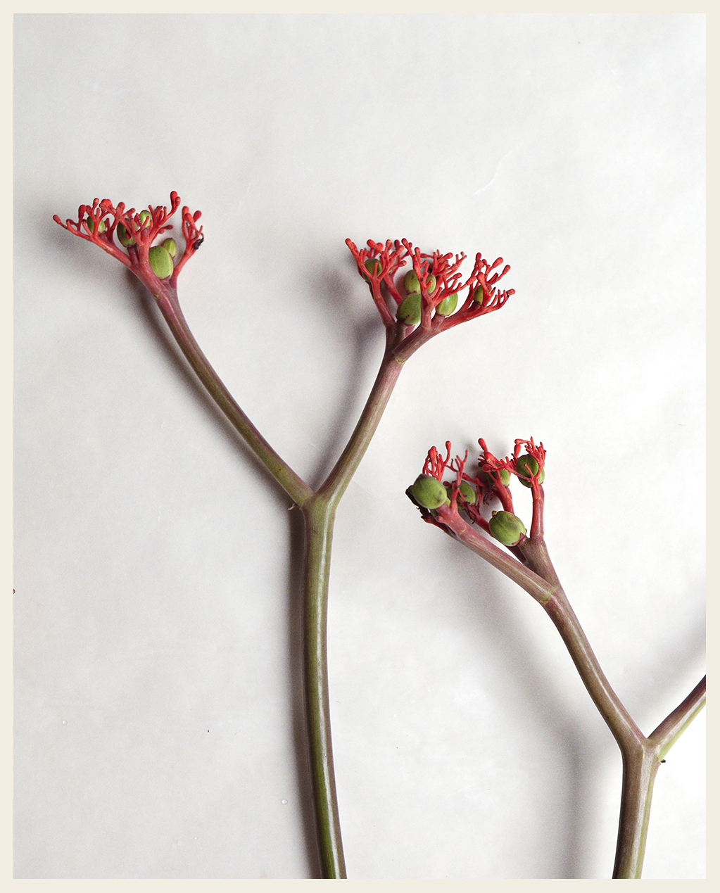 Rouge Pivoine - Editorial, 2024