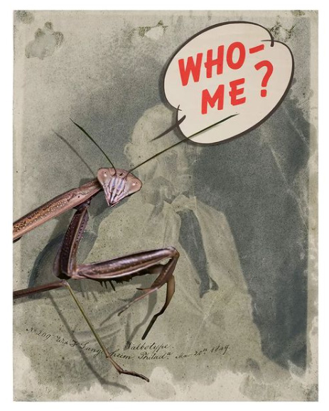 Regina Lafay Bellamy