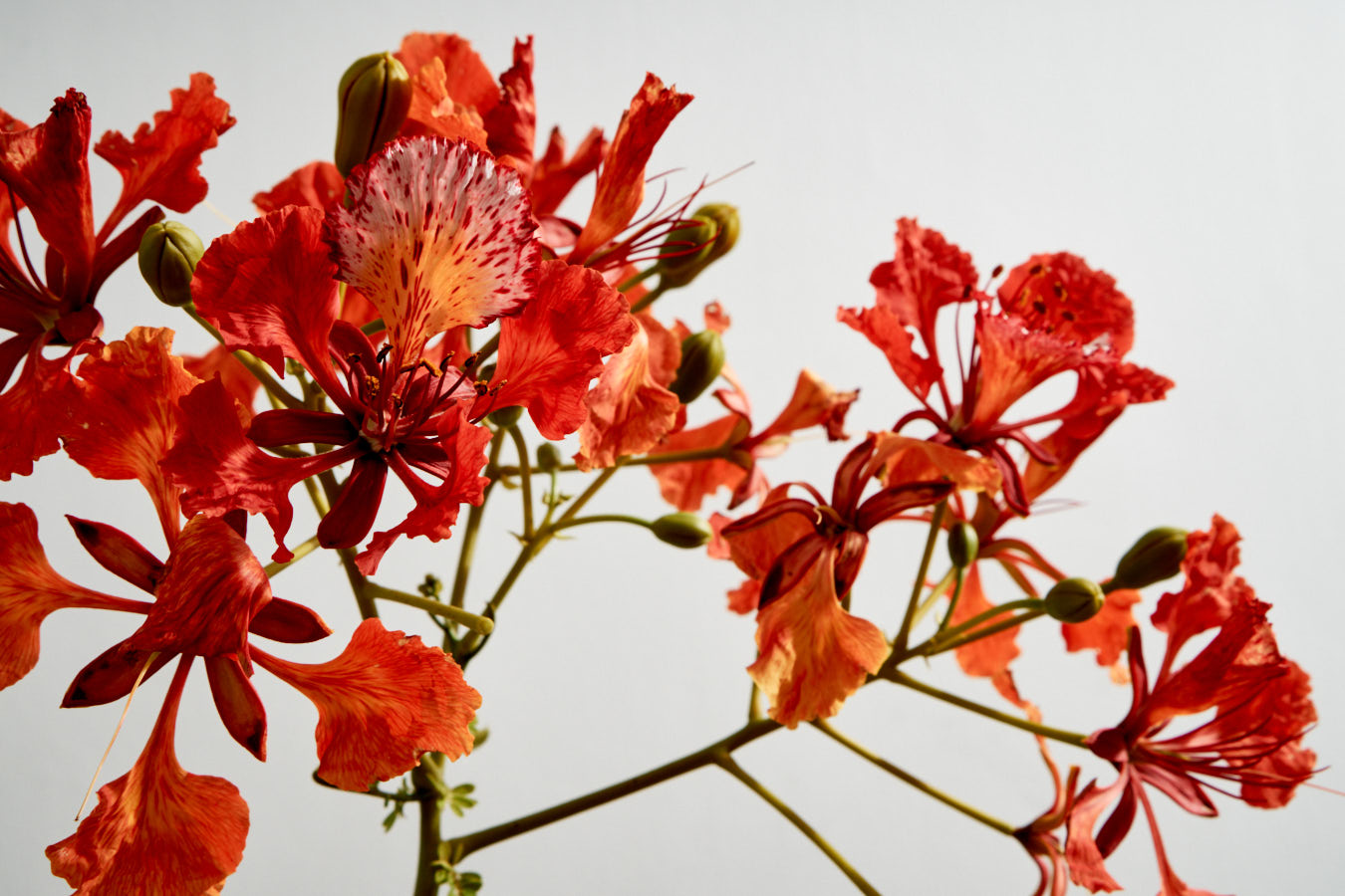 Tropical Flowersa garden without a gardenerARUGAM BAY / SRI LANKA