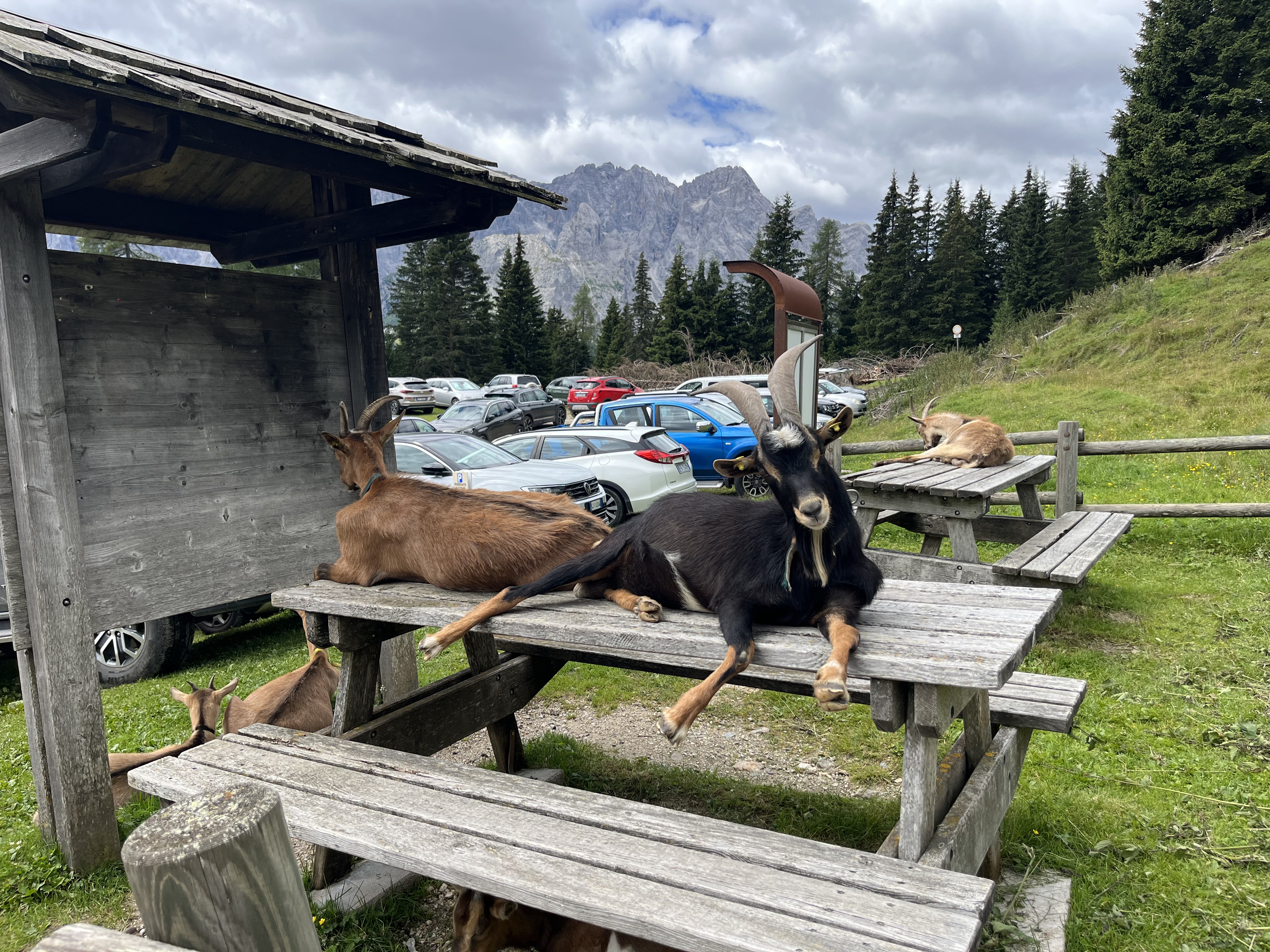 why do goats rule the world?