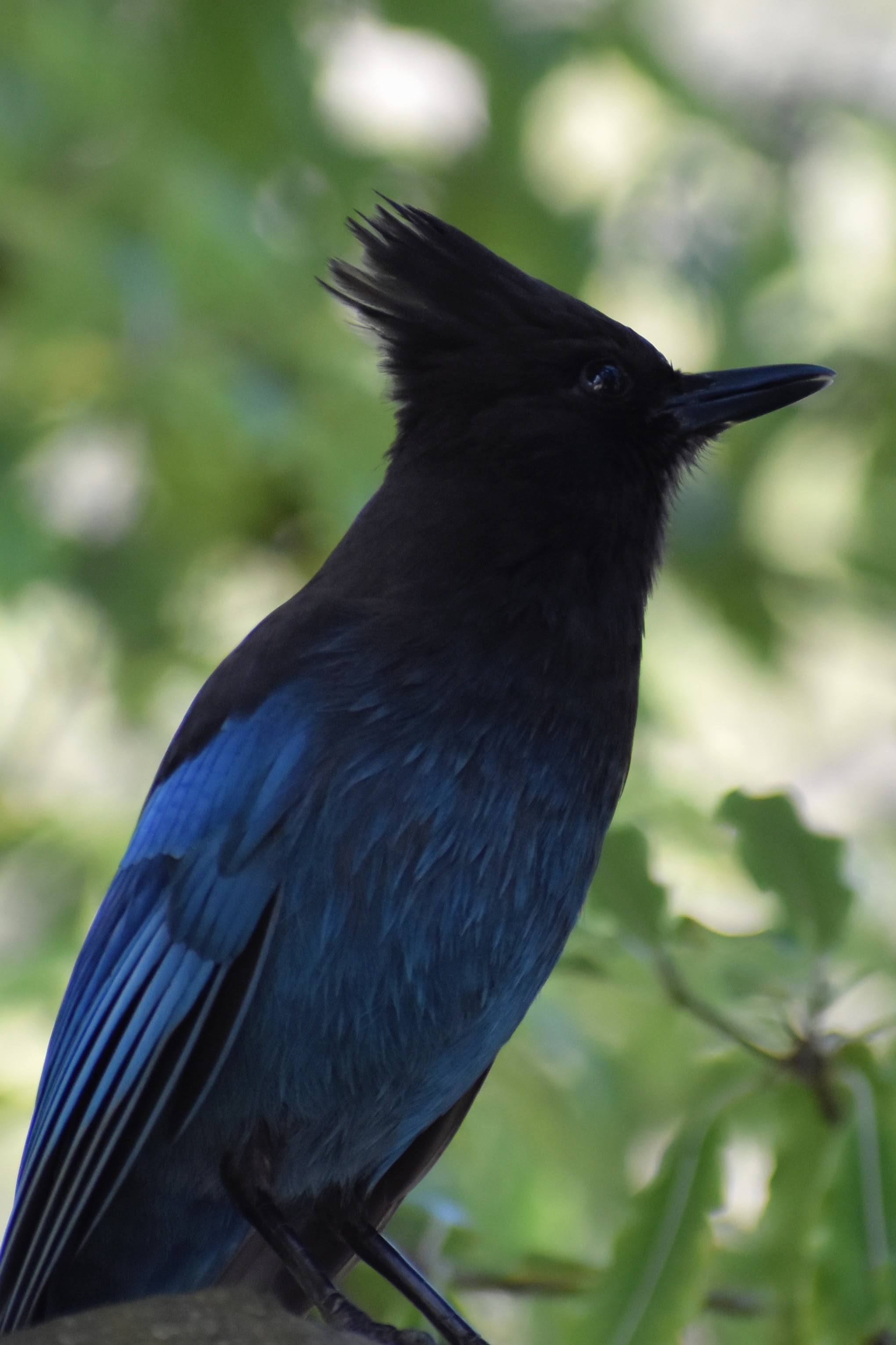 Steller's Jay, San Francisco, CA
