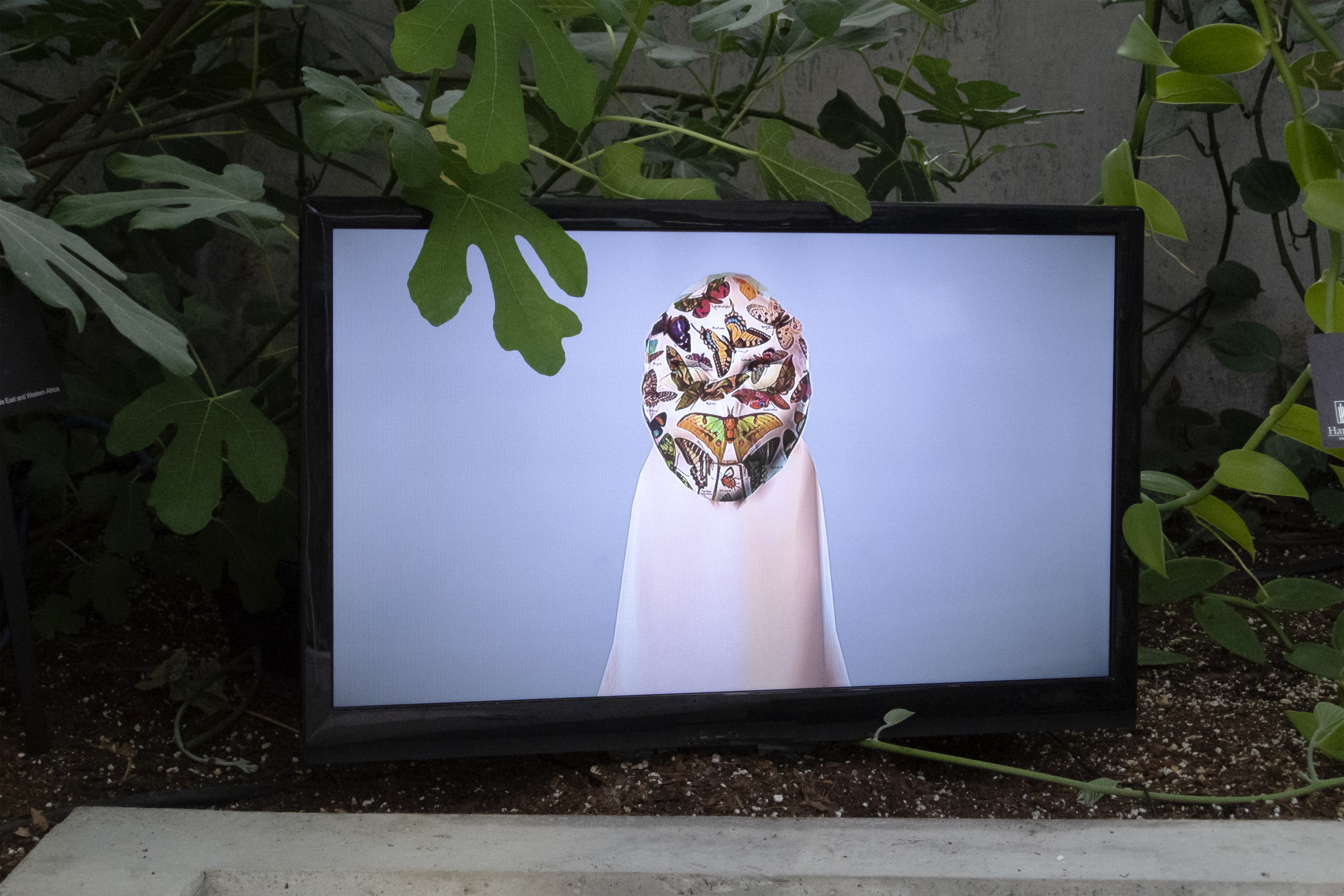 Greenhouse Effects (2019)