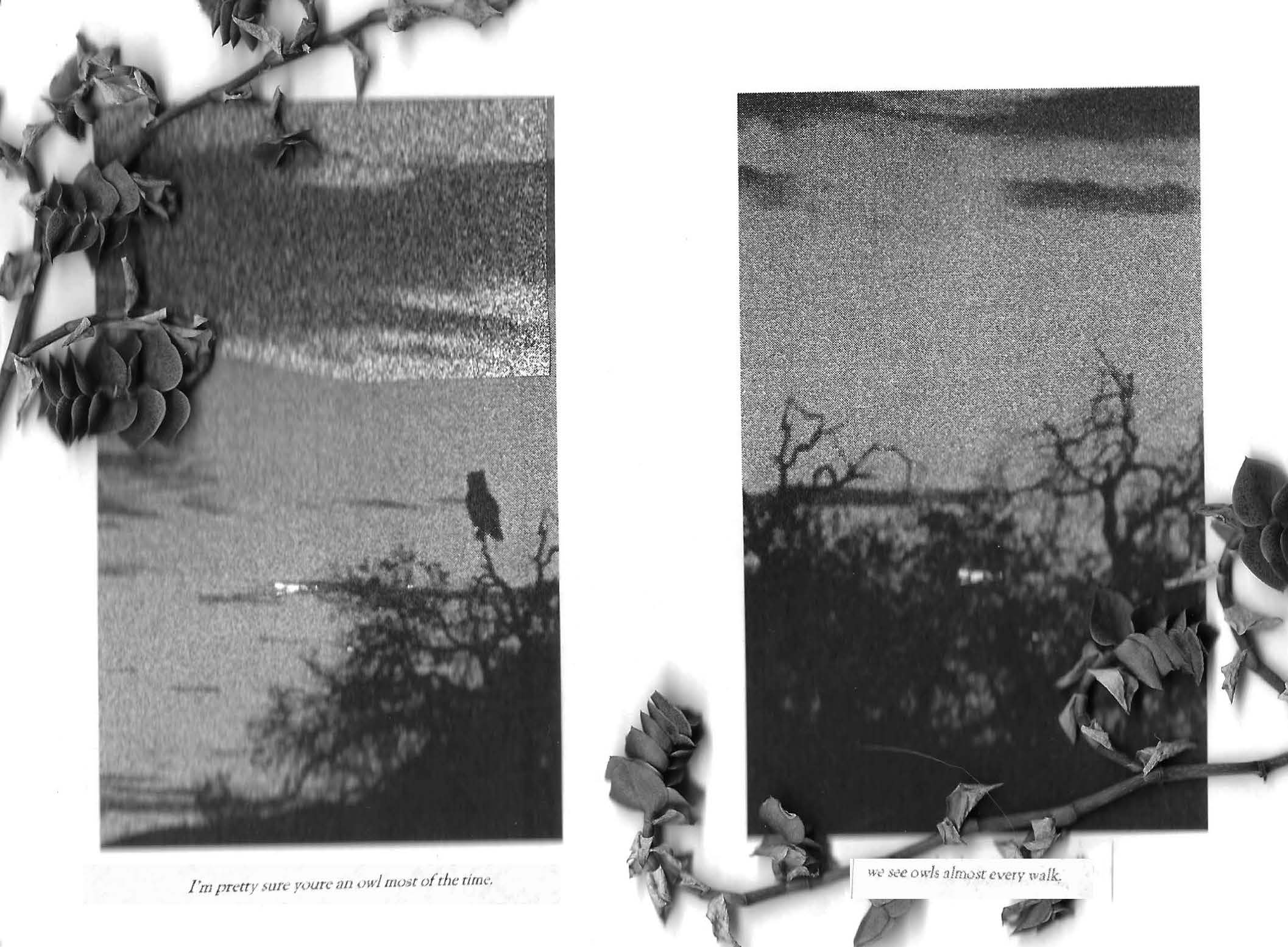 RUDERAL SPECIES — Makena Janssen