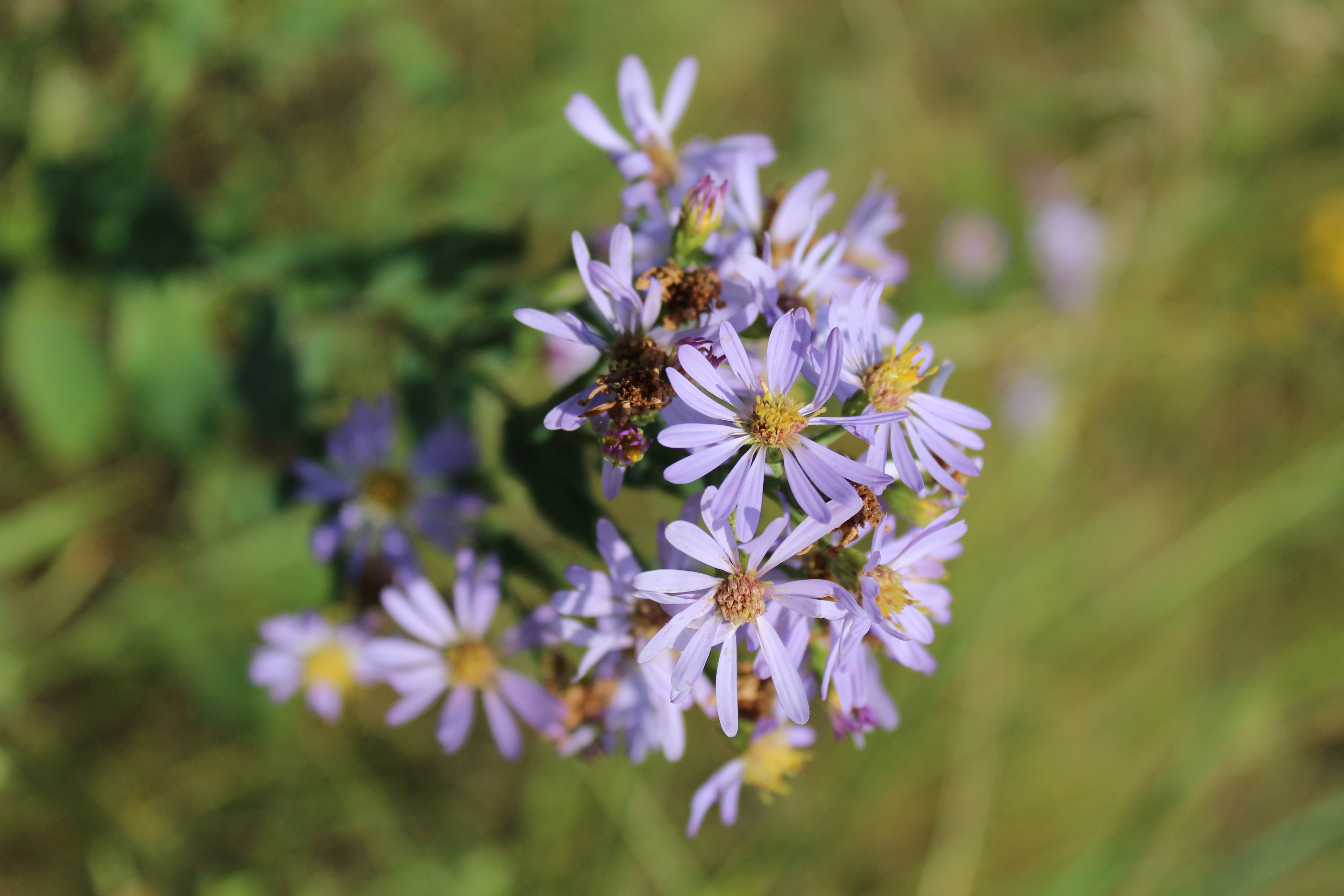 purple flower 02 | 2021 | medicine hat, ab