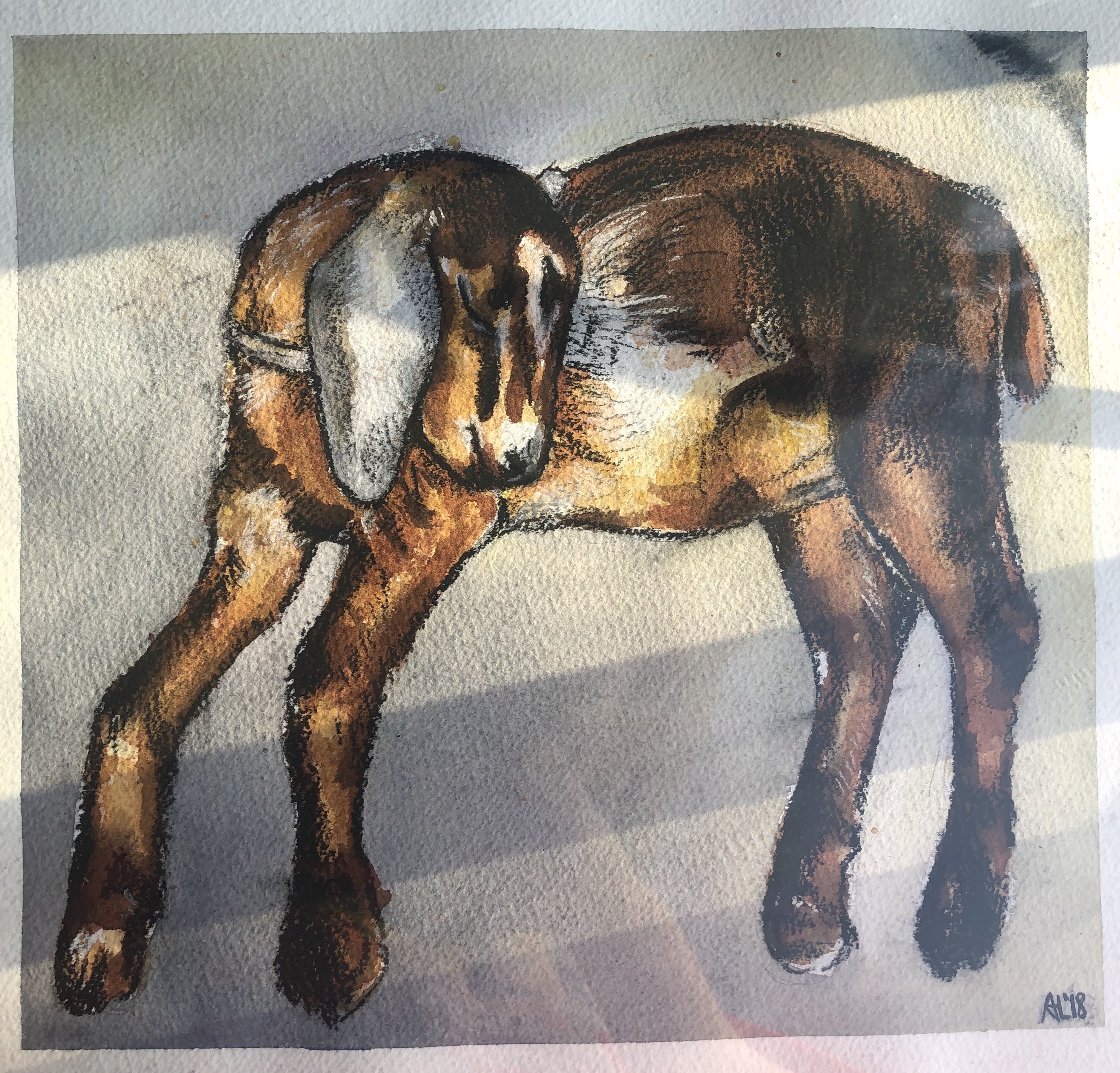 goat rest 2019 watercolor & charcoal