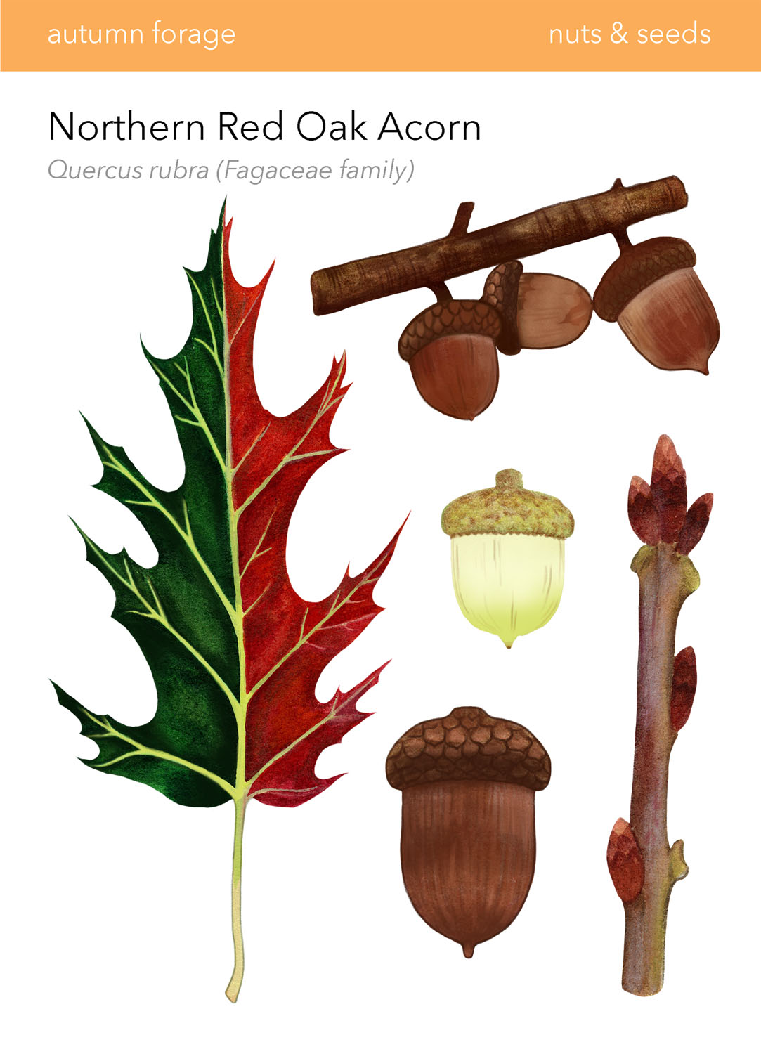 Northern Red Oak Acorn in Wild Food Foraging in Your BackyardDigital Print, 2022, 6.5x9&rdquo; 