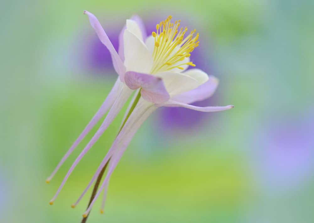 Nr. 153 Akelei / Aquilegia