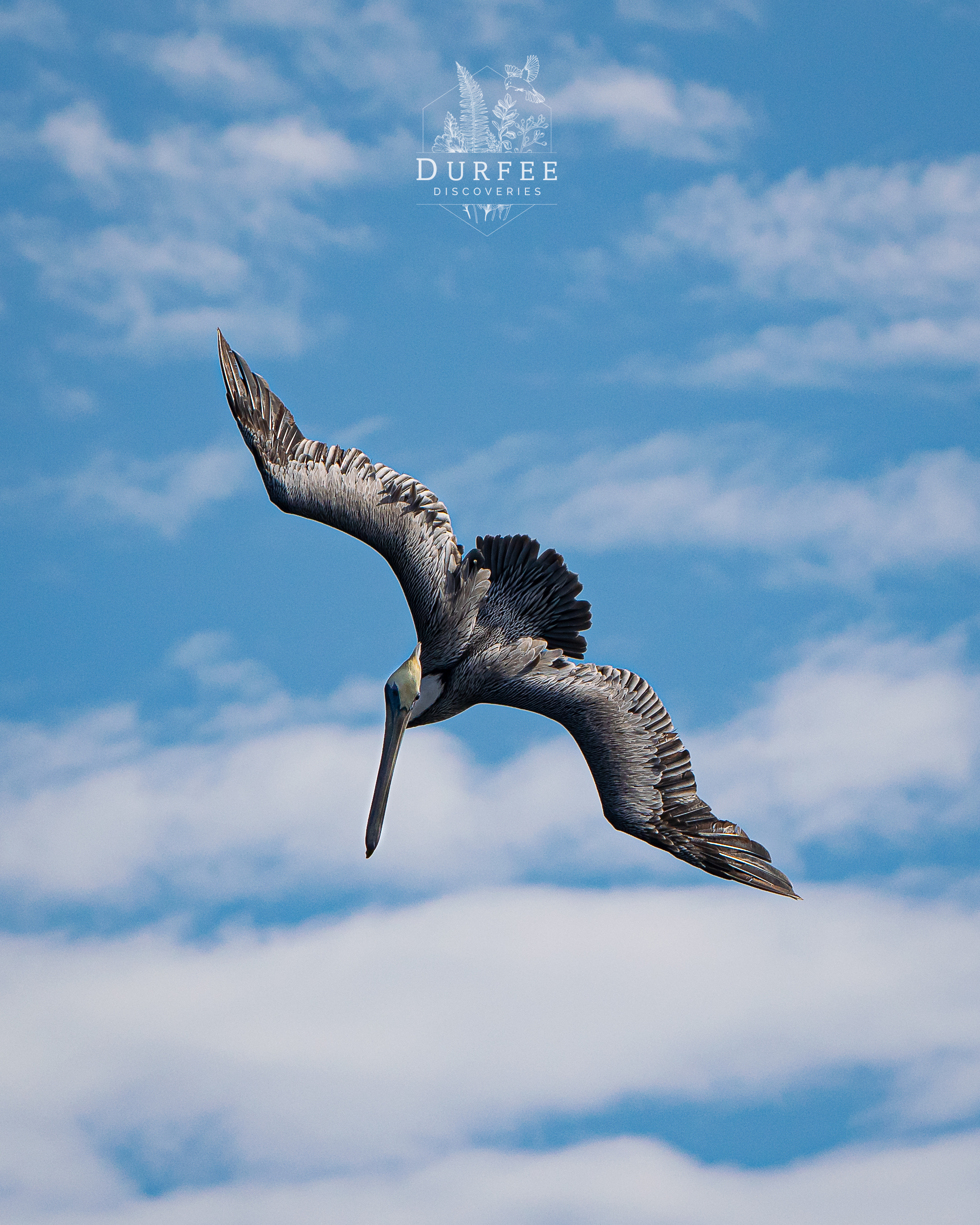 Eastern Brown Pelican - Palm Harbor, FL