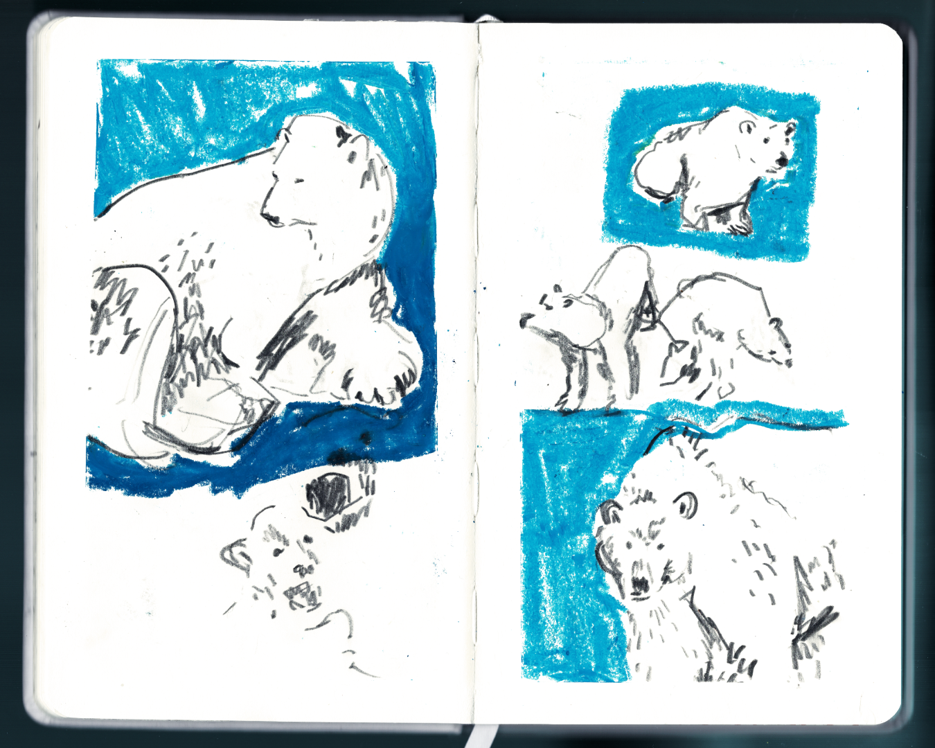 Sketchbook studies of polar bears for my 2023 Christmas cards.Graphite, Oil Pastel, October 2023.