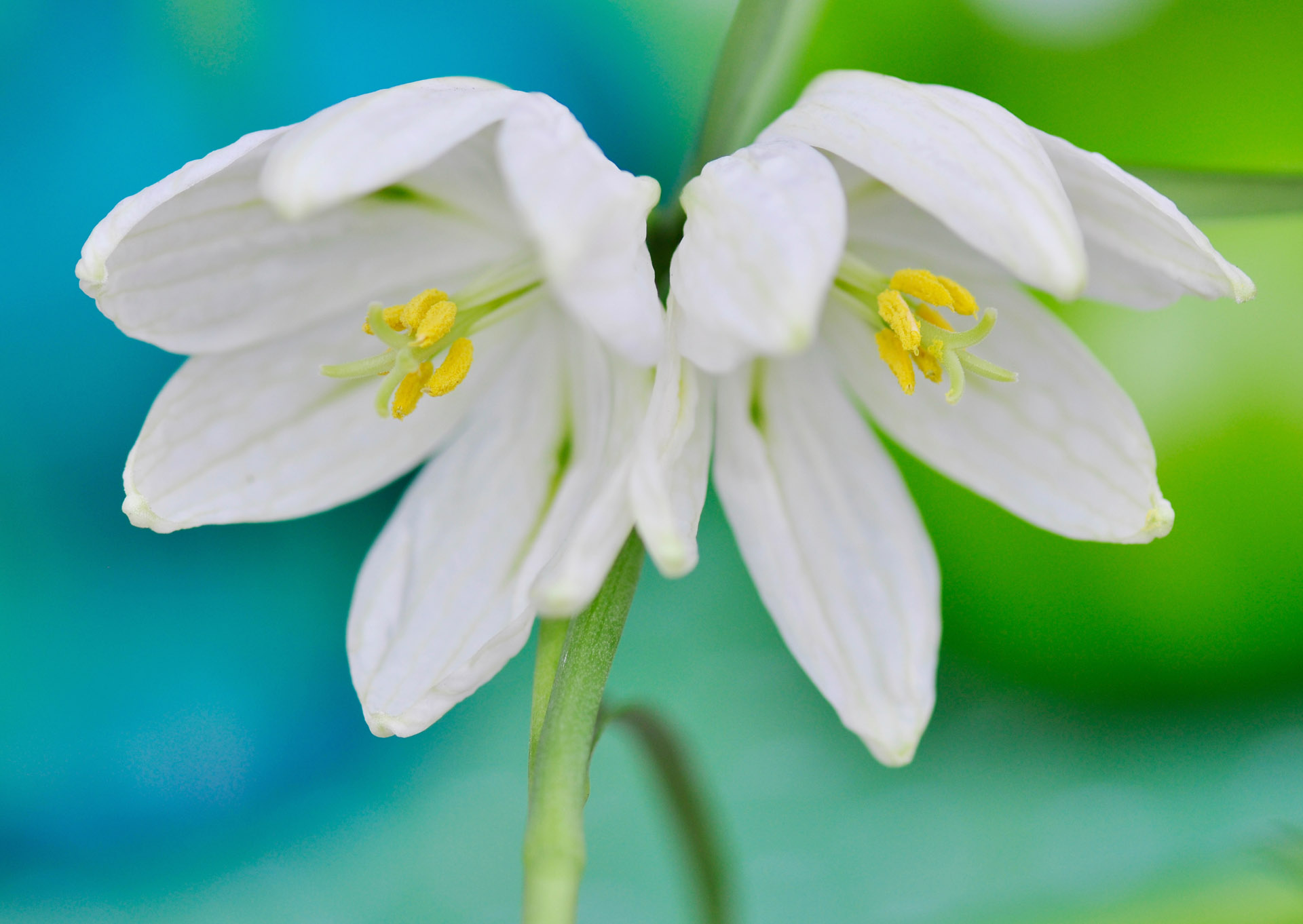 Nr. 270 Fritillaria / Schachbrettblume