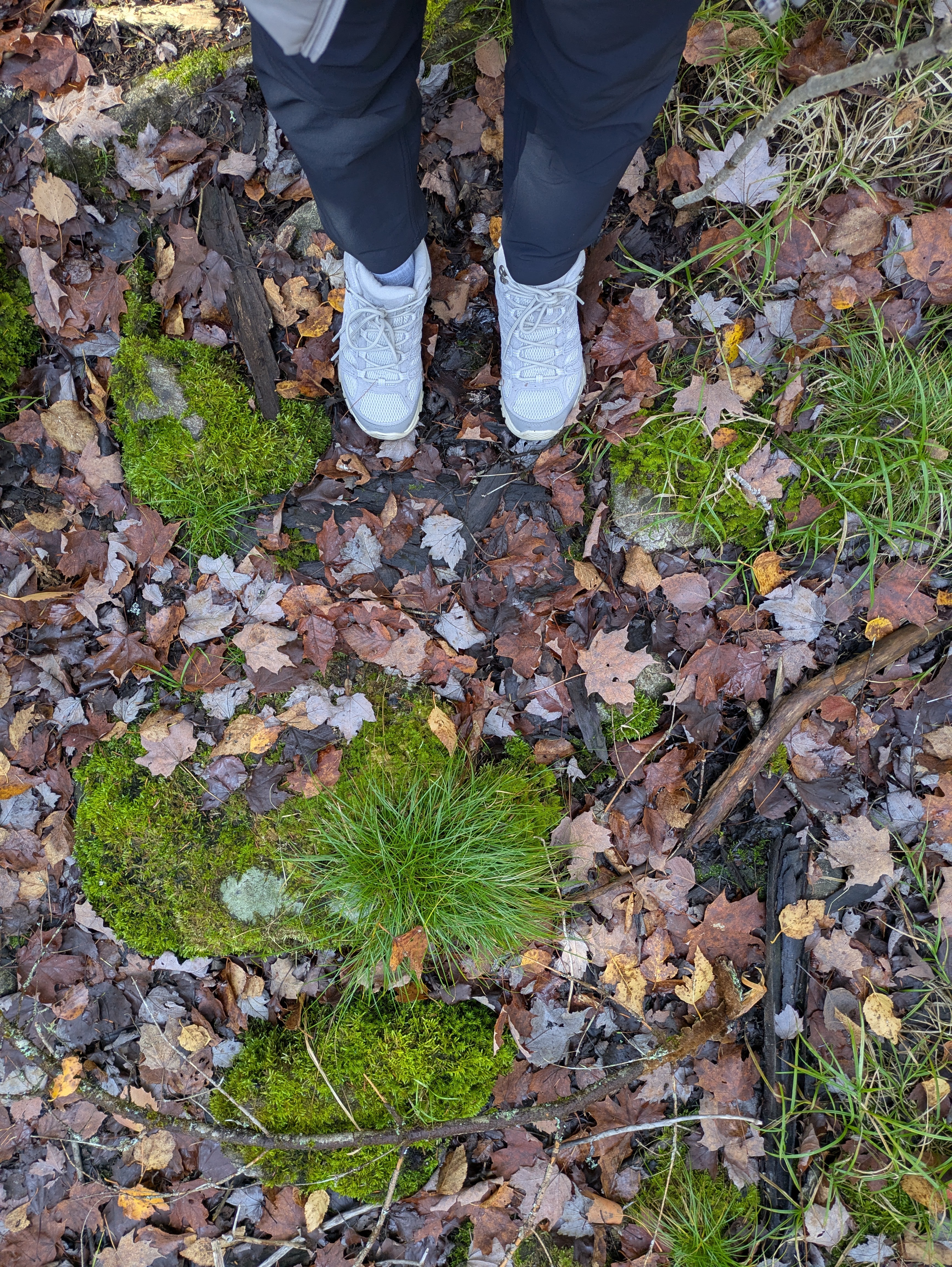 Oct 25, 2025: Mossy, Algonquin