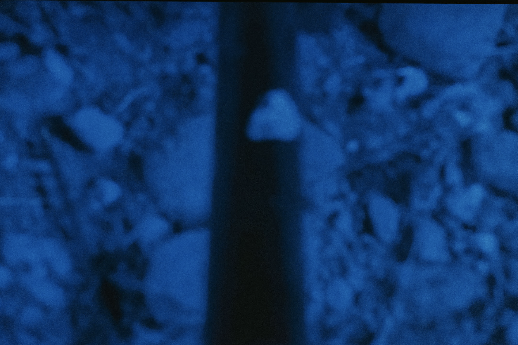 "moths" (2024) by Zishi Han