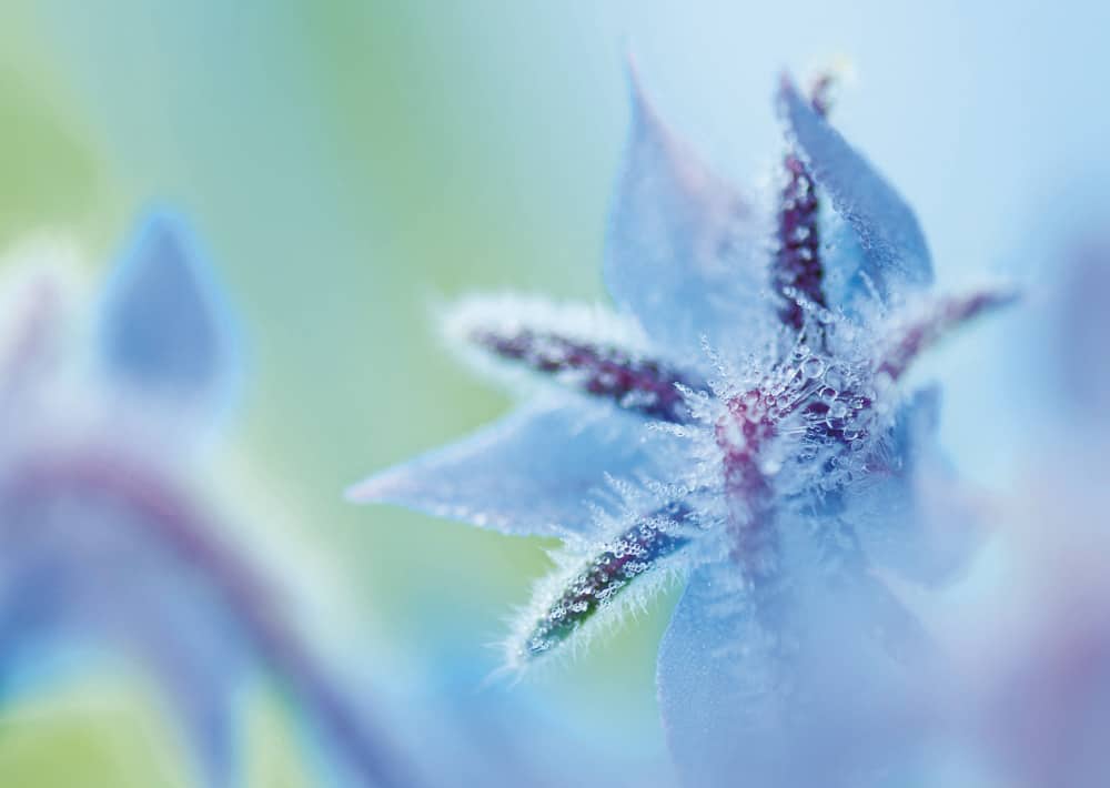 Nr. 034  Borretsch im Morgentau