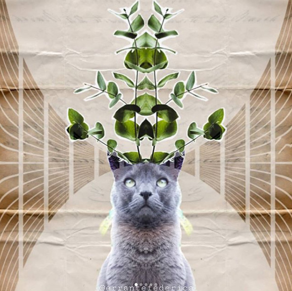 Federica Errante Calcomanías