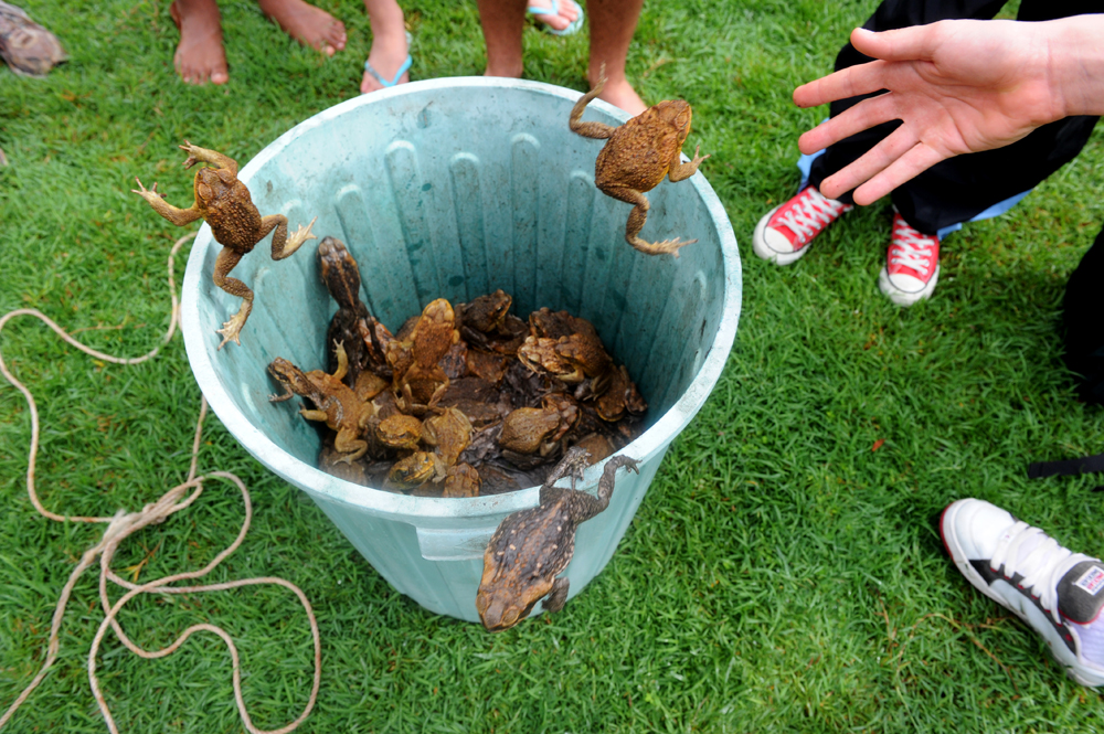 Toad Day Out Cairns, Australia
