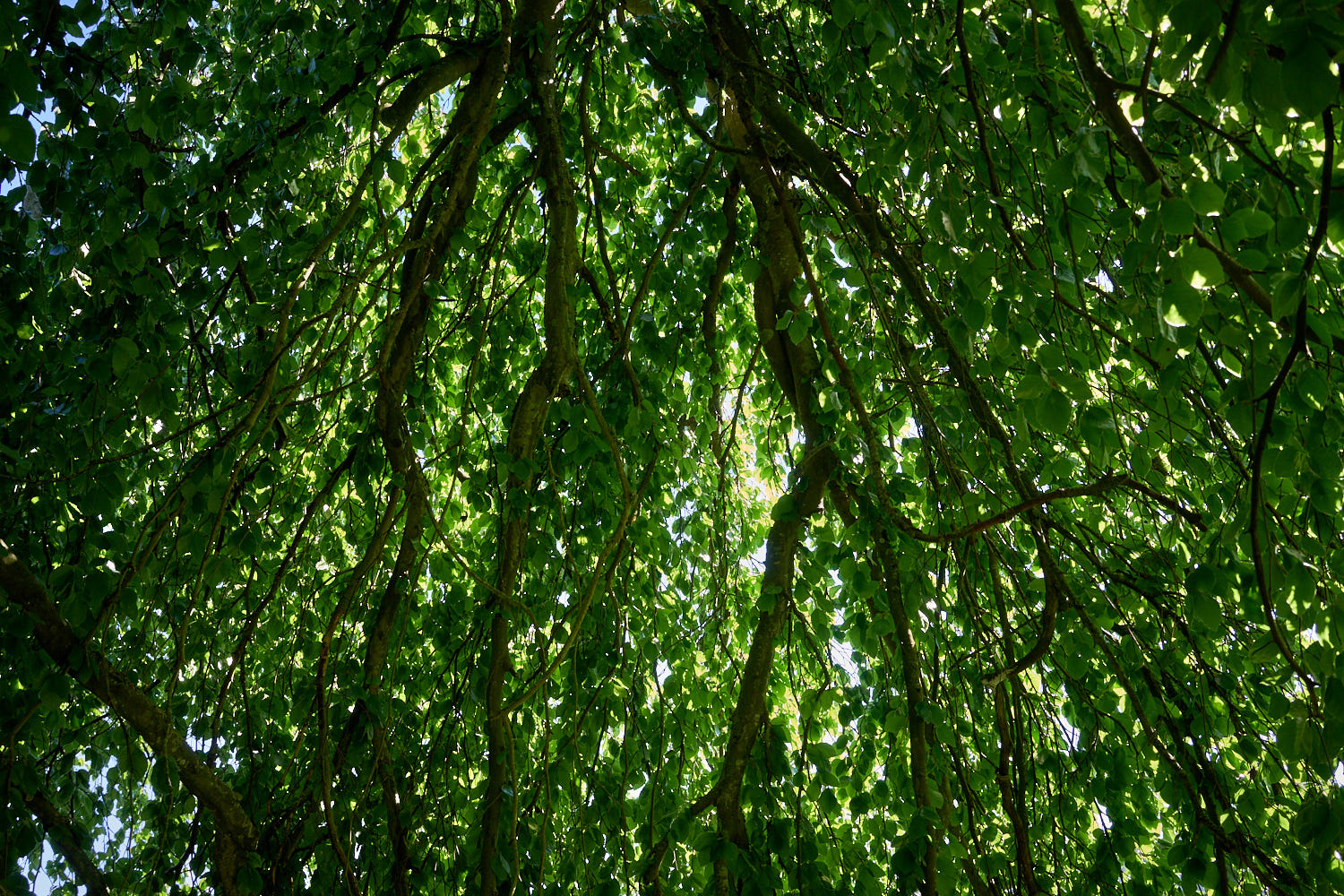 2017 Château des Vaux