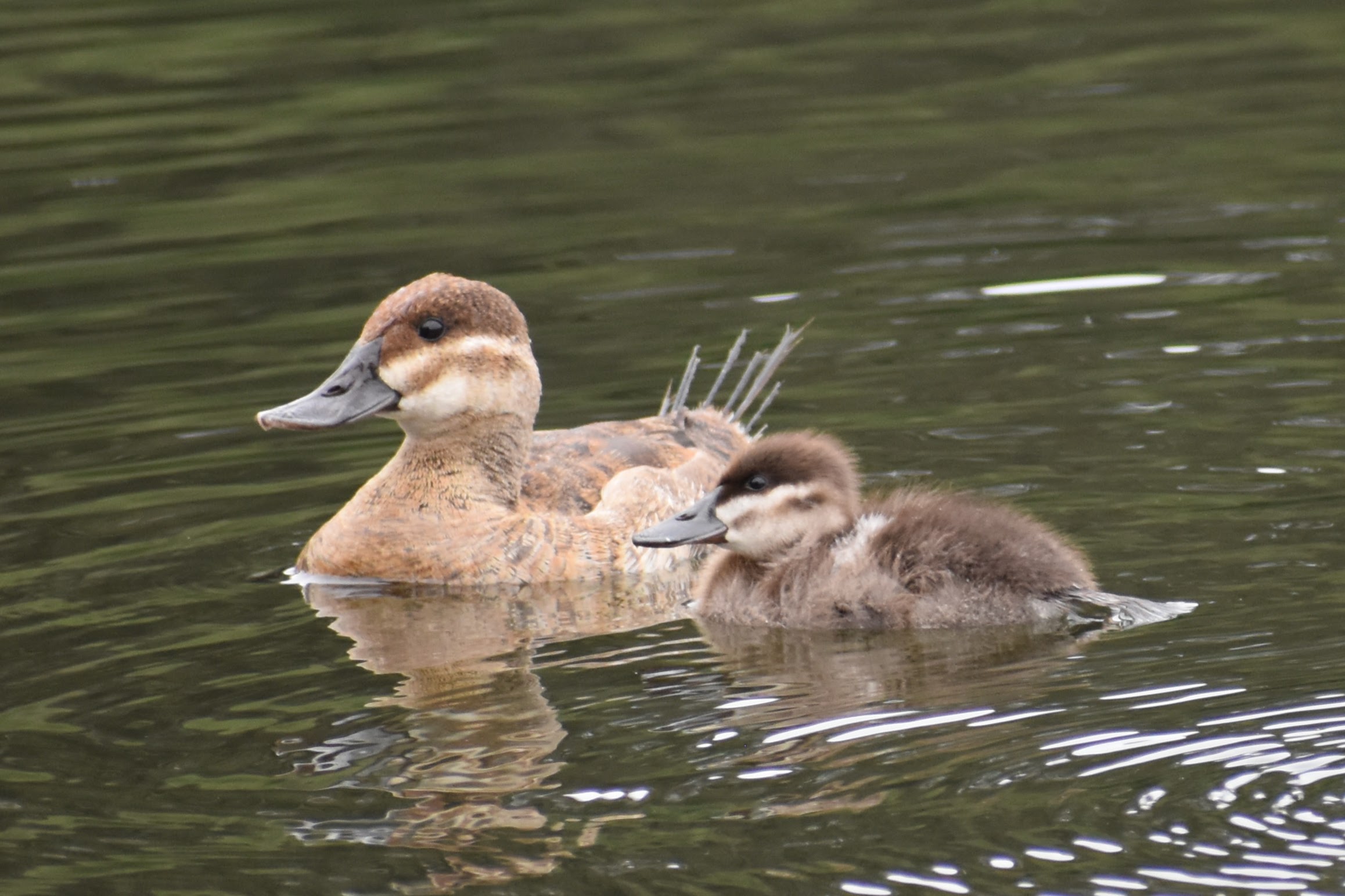 Ruddy Duck & Ruddy Duckling, San Francisco, CA