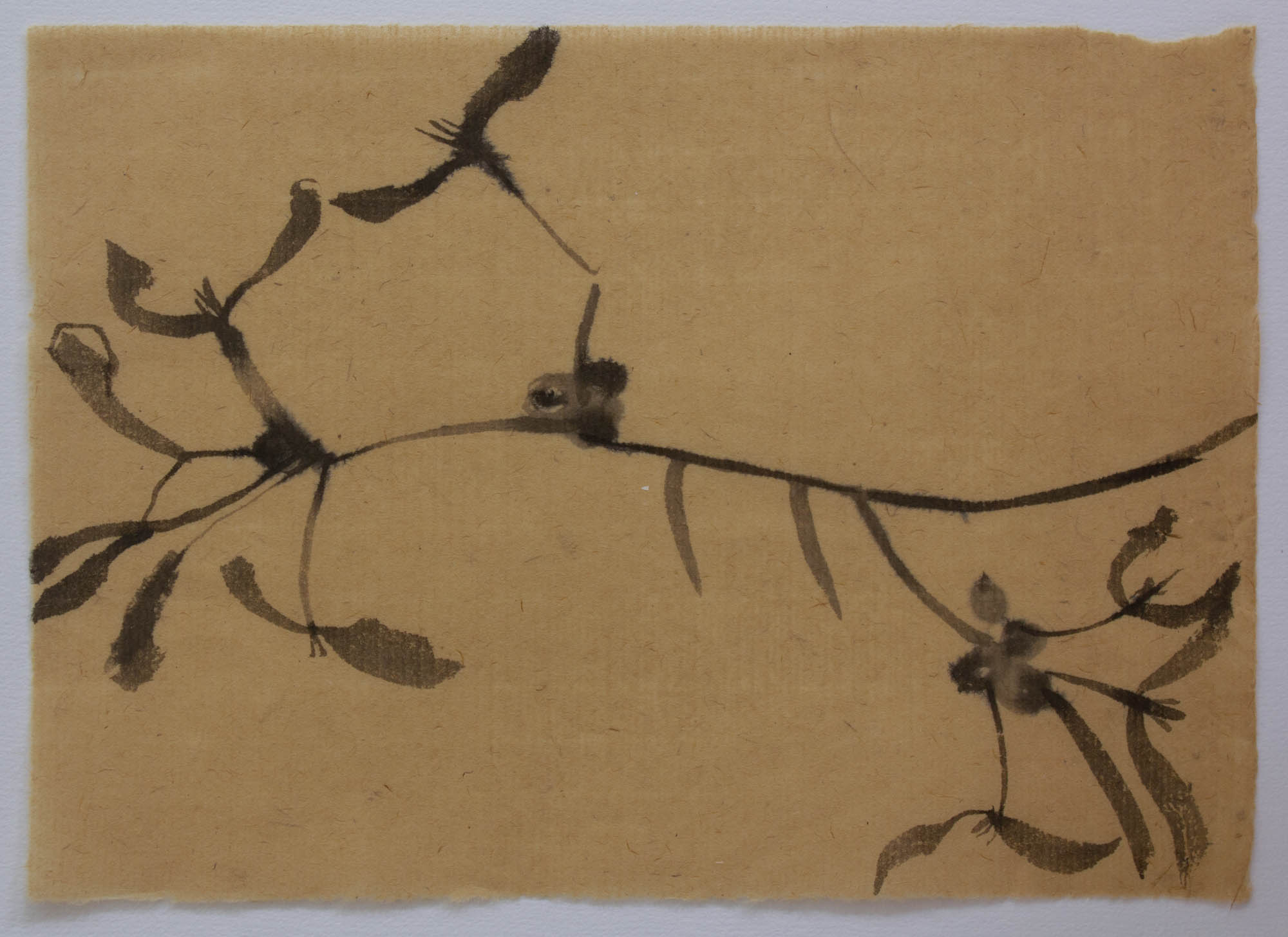 Mistle toe I , Sumi-e, 2018, 16x22cm