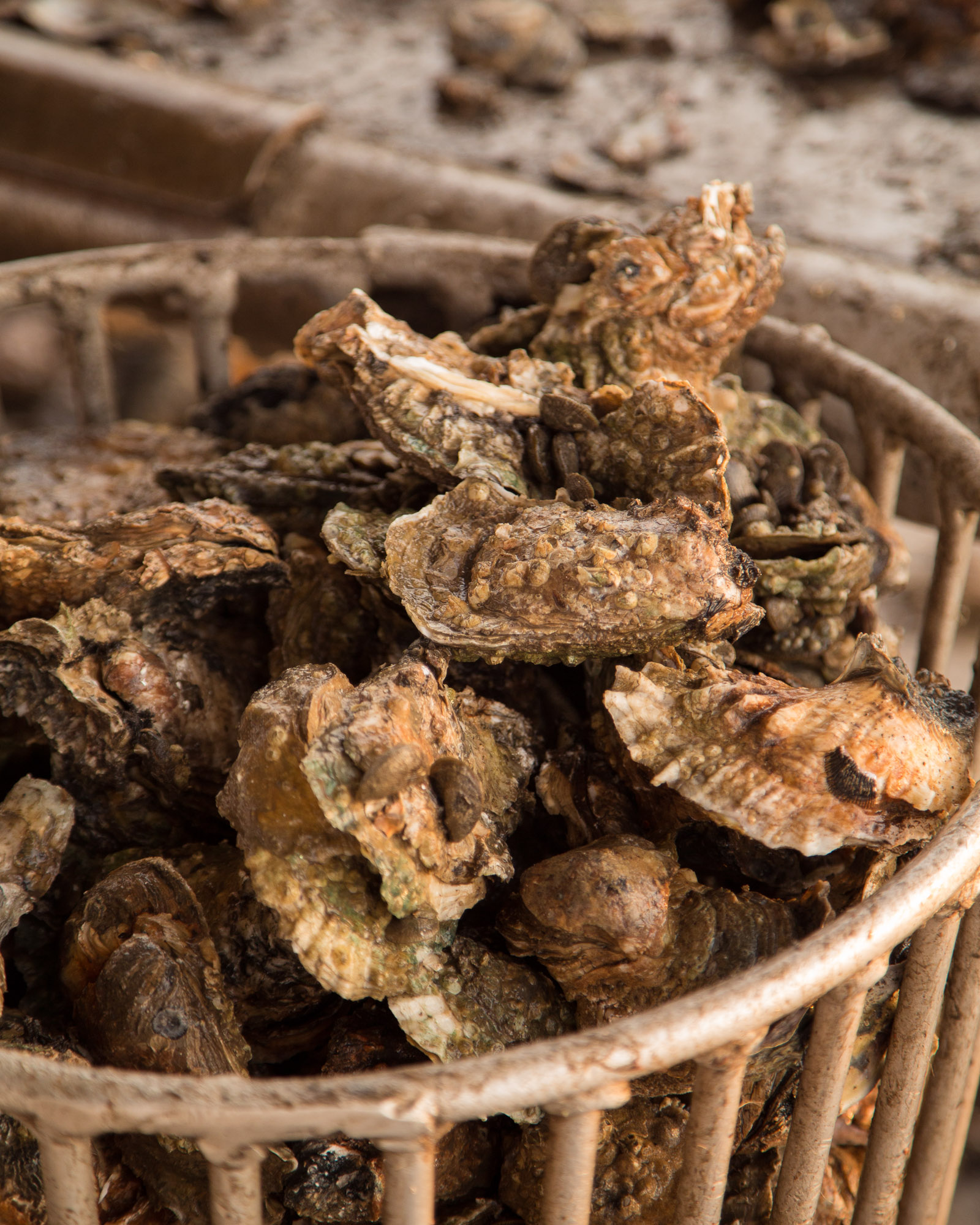 Fresh oysters directly out of the water in Barataria Bay, La. When this metal basket gets filled, the oysters are put into a sack and then sold to market.