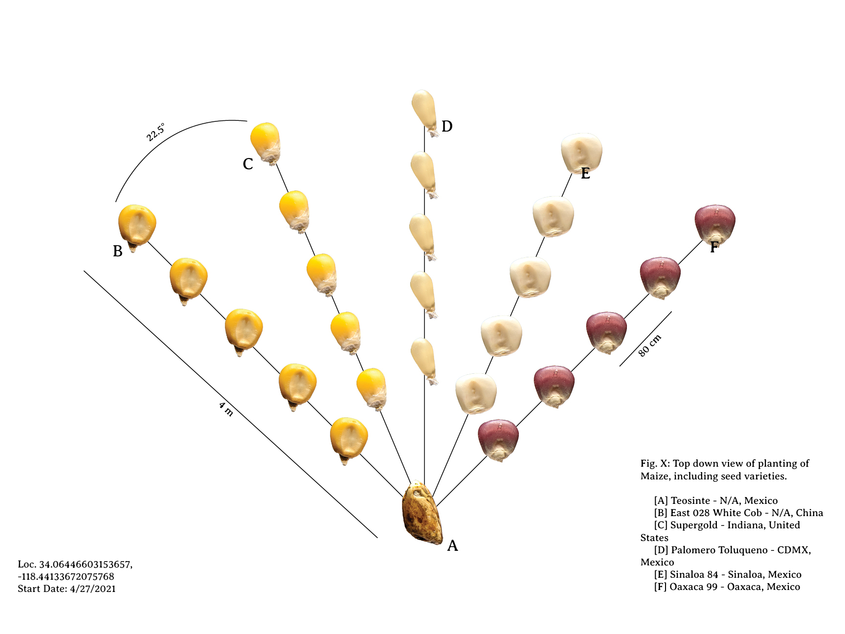Maize should be Capitalized Planting Map, 2021