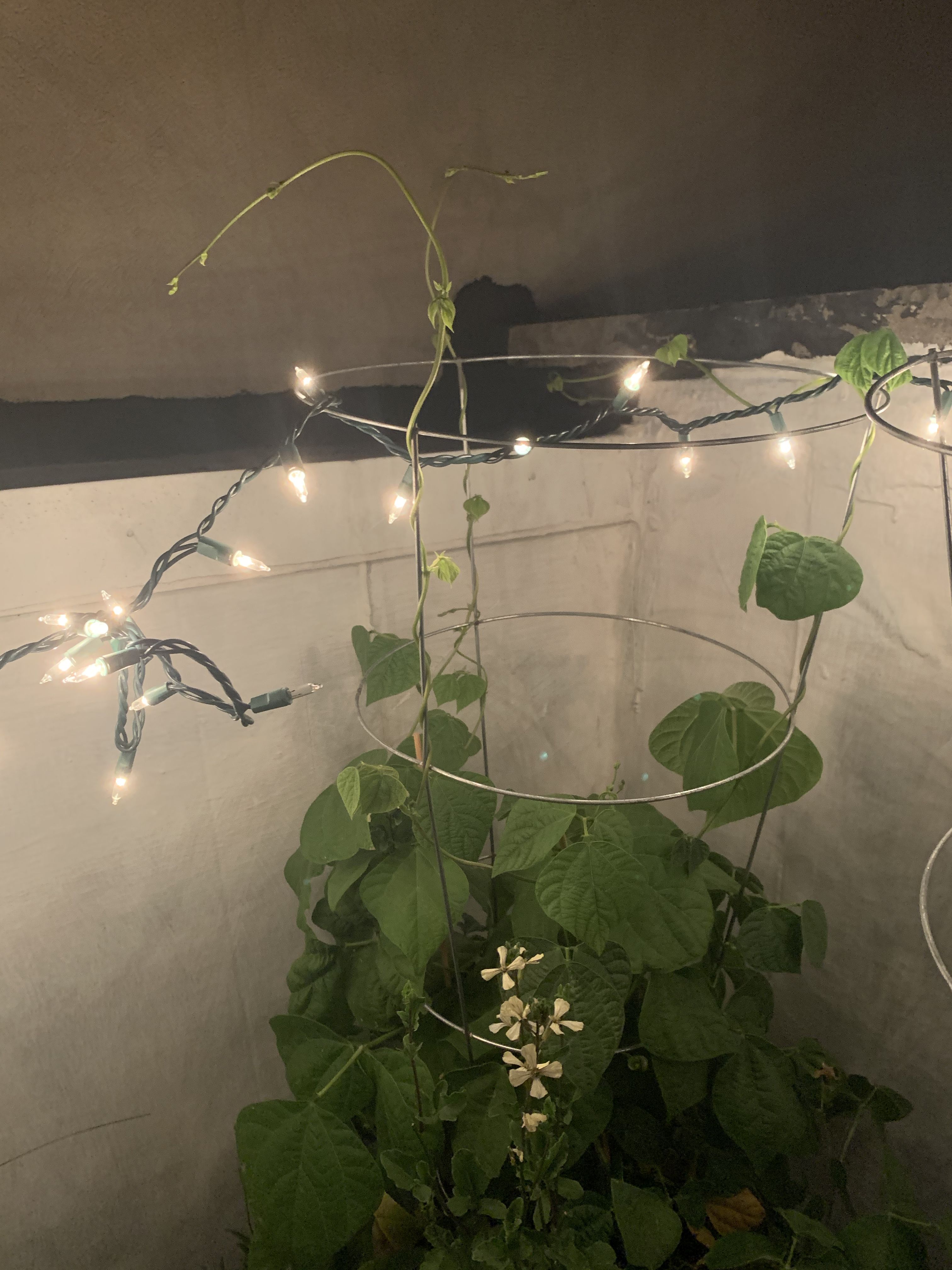 Green bean, pinto bean, and arugula.