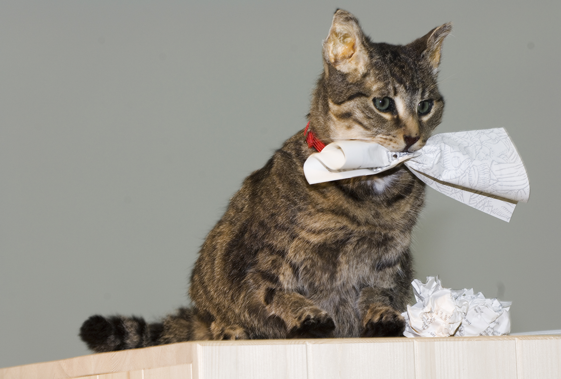 How are you going to behave: A Kitchen cat speaks, 2009 53rd Venice Biennale, German Pavilion