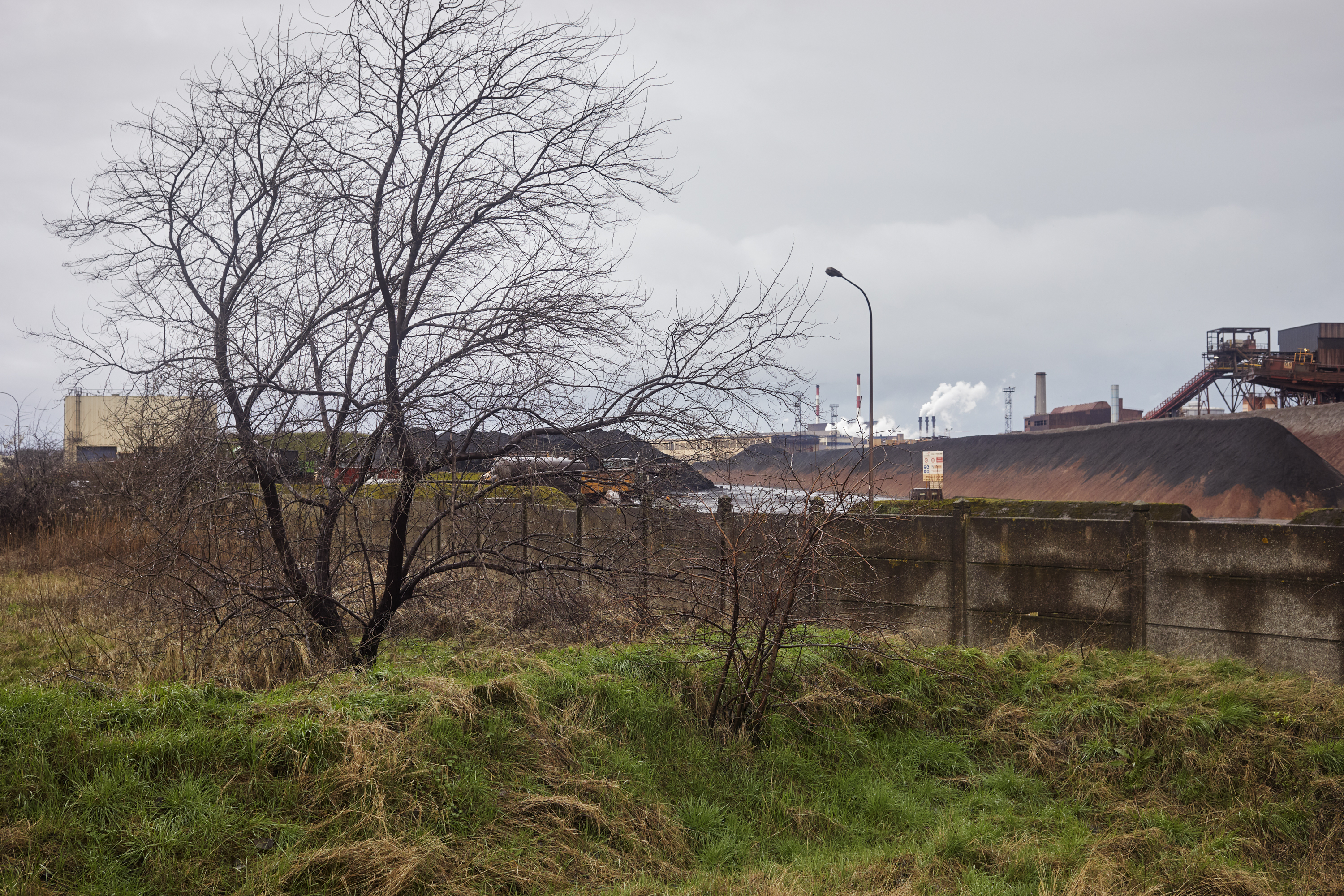 julien cregut-Lost Dogs-©juliencregut