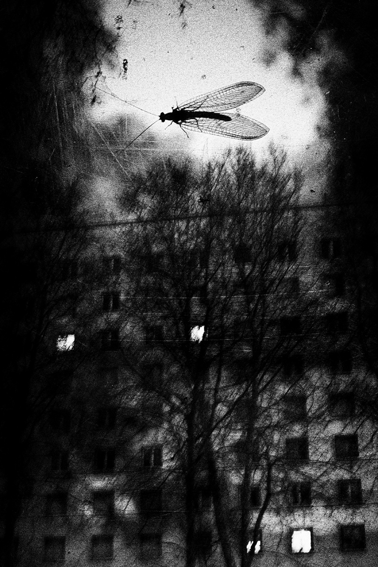 PhotoSerie- A l'Ombre des vivants1 © David Siodos