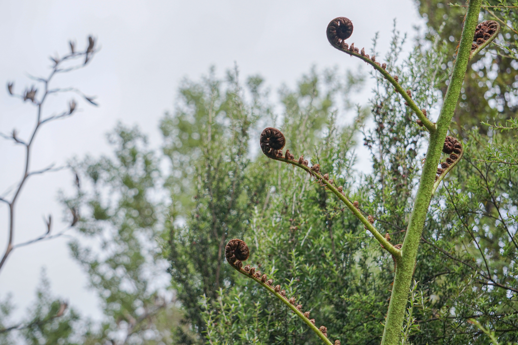 Mamaku young fern fronds, Trounson Kauri Park.Photograph by M. H.