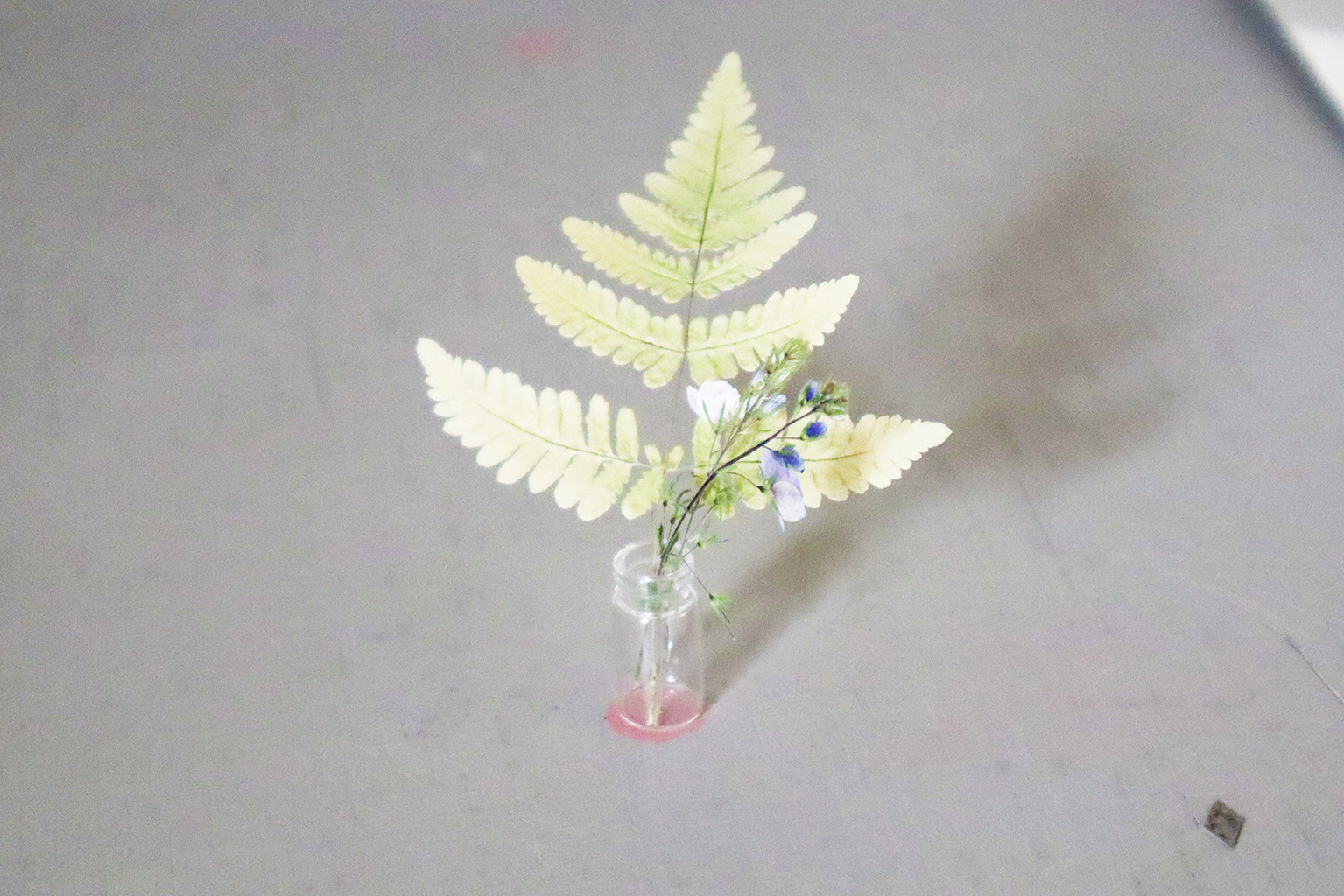 Landscape for Daydreaming (photographs, sun prints & natural found objects) Dennise Vaccarello, 2025.