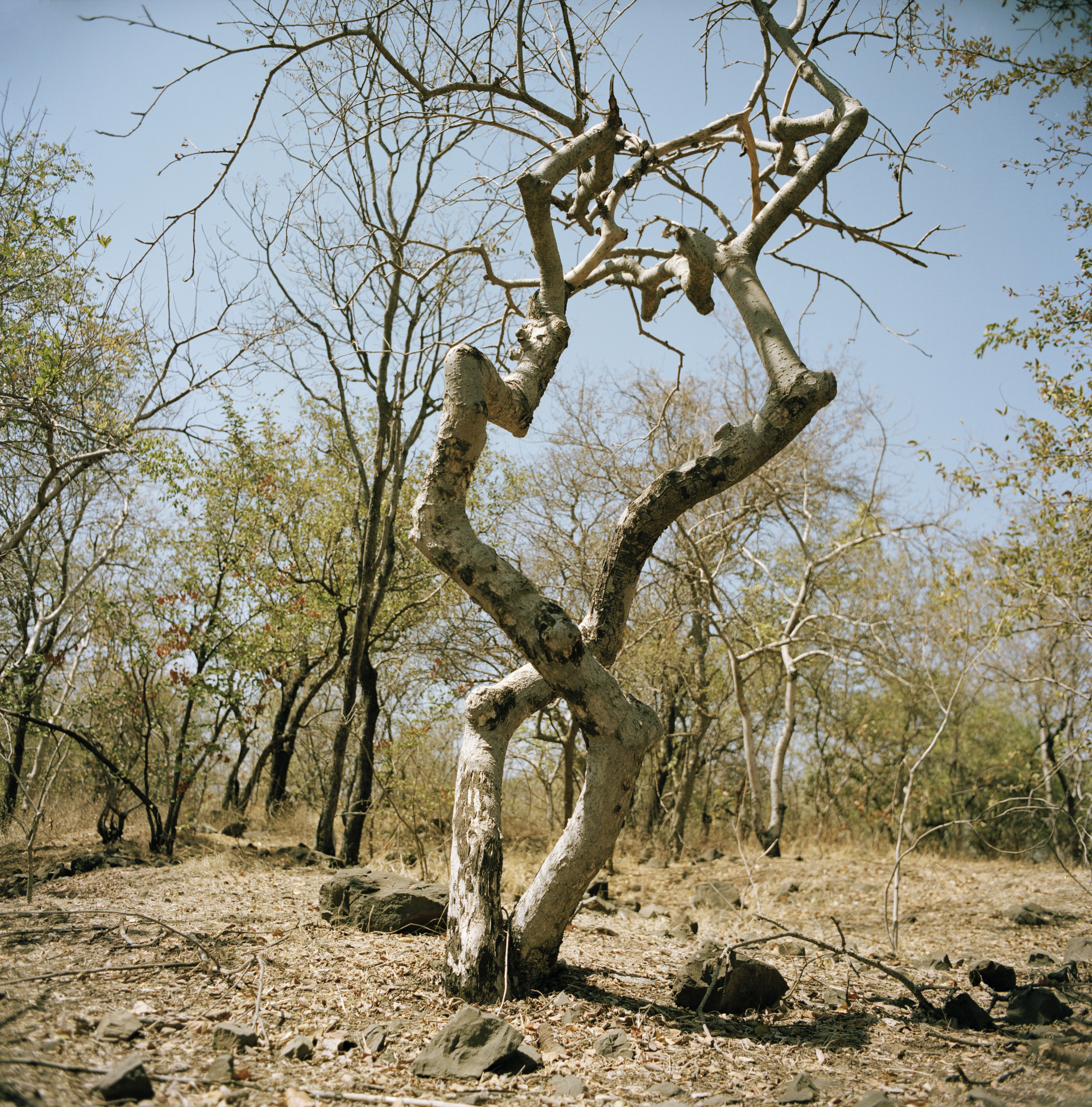Victoria Falls (Zambia) 2019