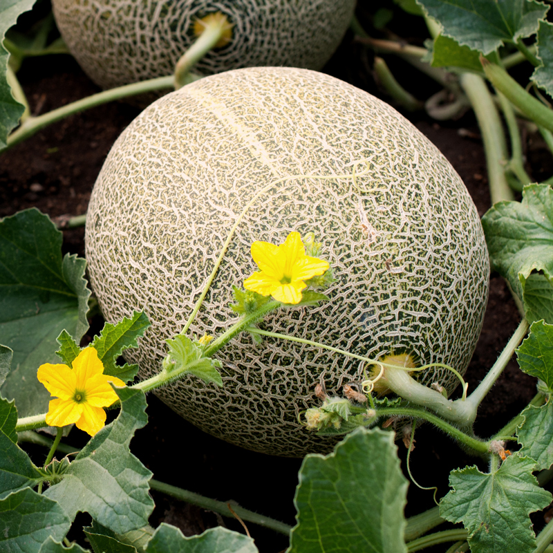 Melon sitting in the ground next to flowers
