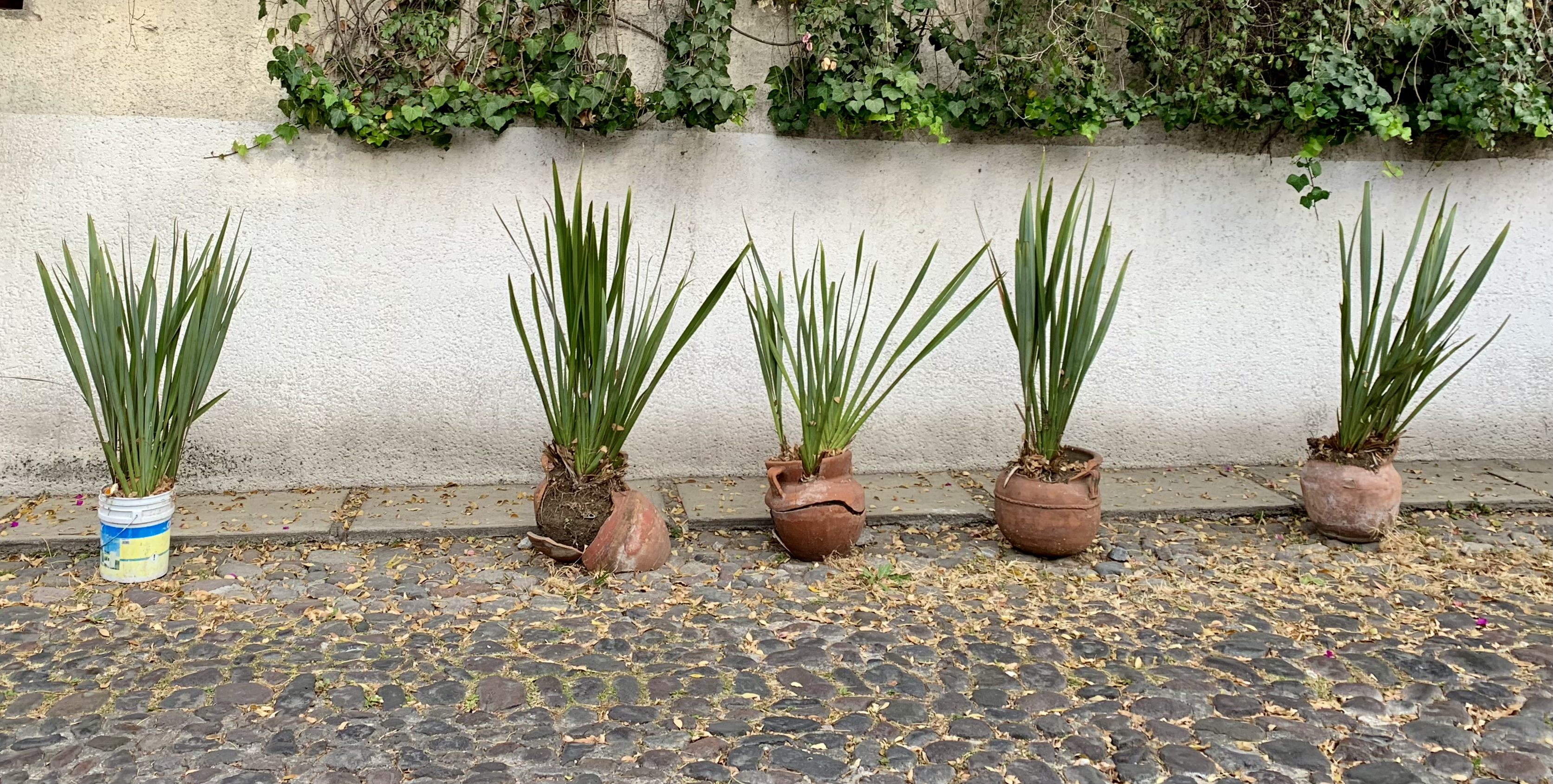 Line, Mexico City, 2021